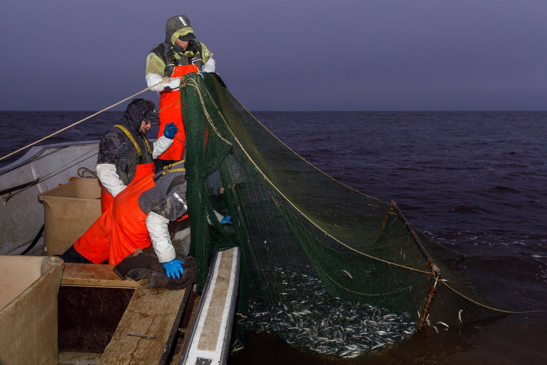 Mõni päev on püünised nii paksult kala täis, et tööd tuleb teha päikesetõusust loojanguni.