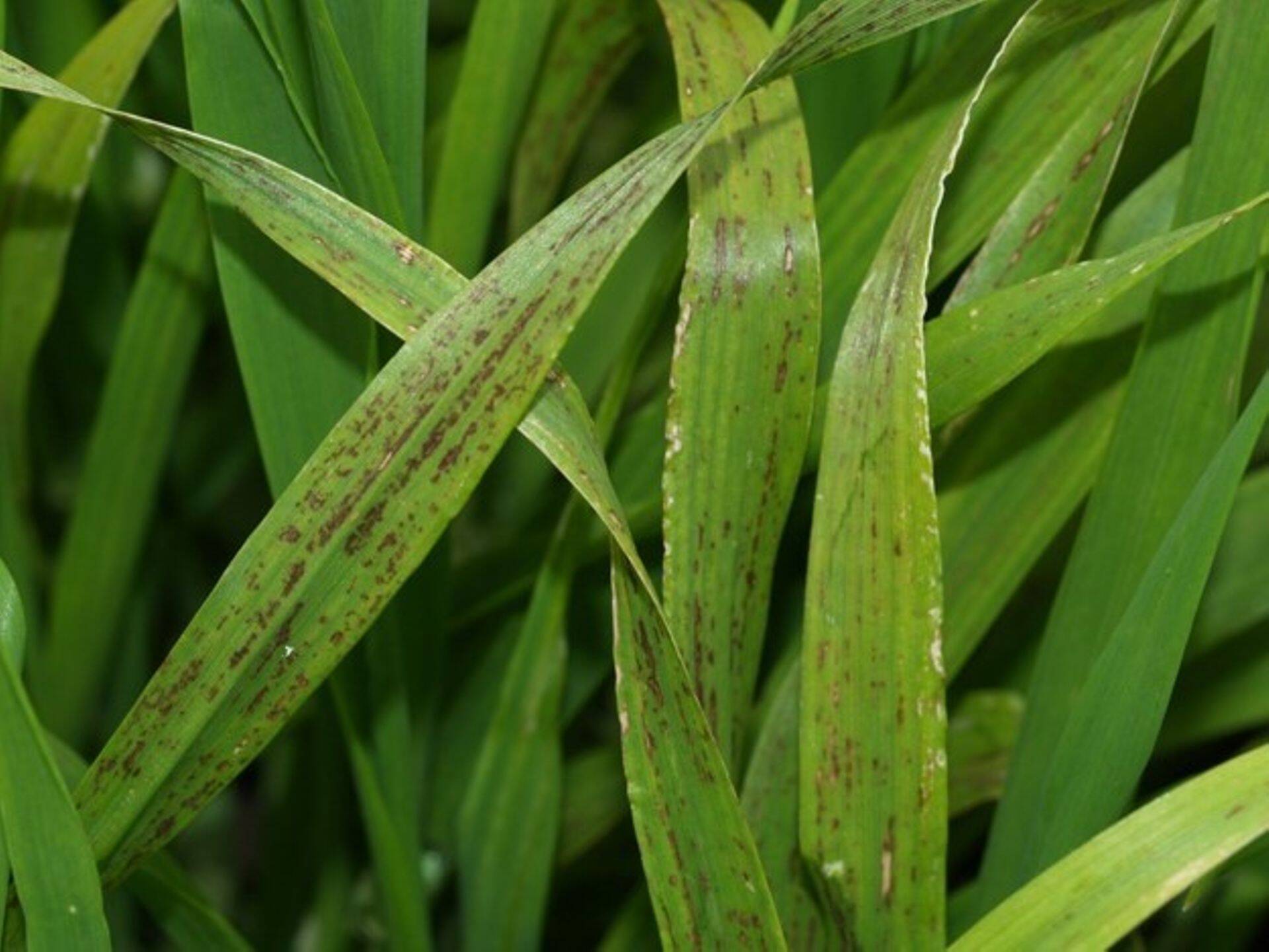 Mangaani puudus taliodral.