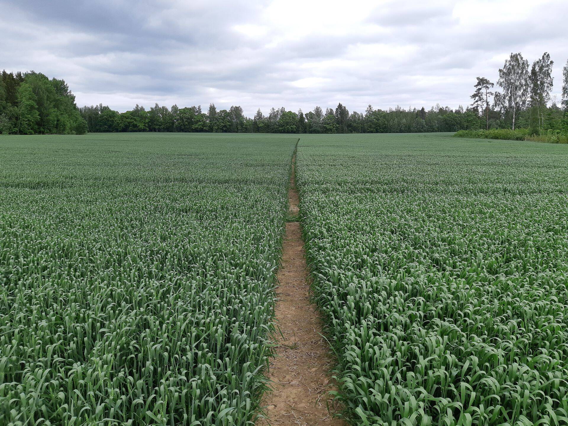 Taliteraviljad on jõudmas loomisfaasi.