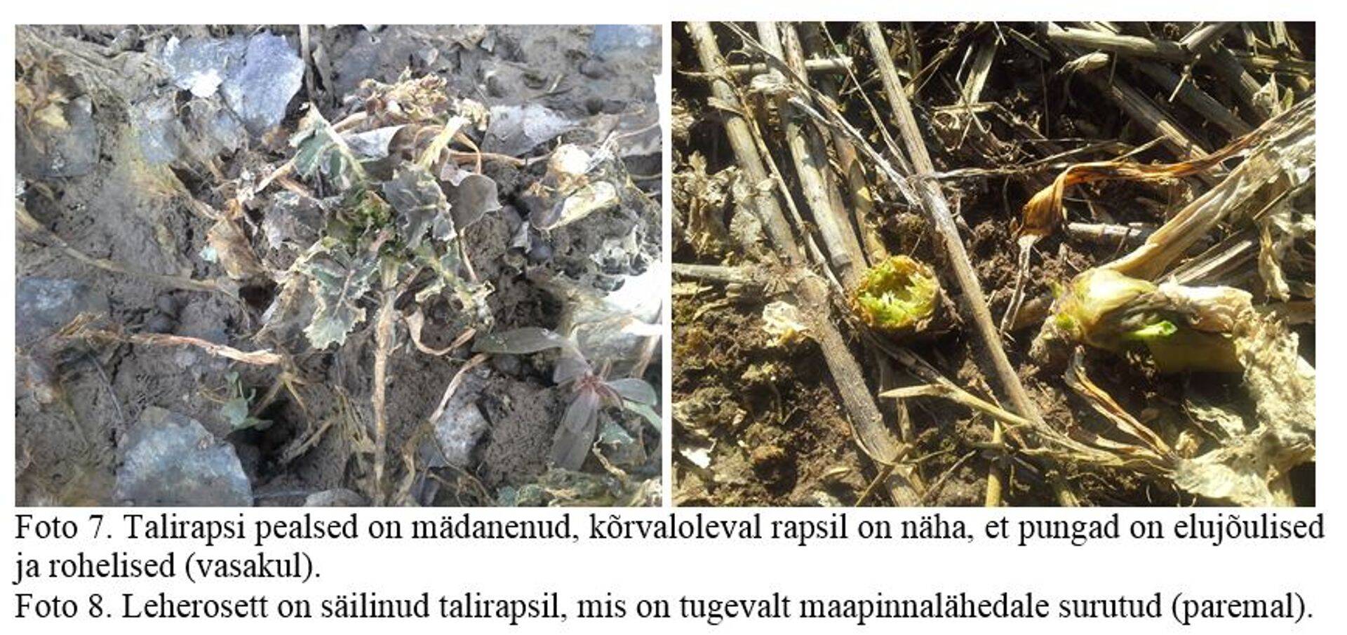 Taliraps vast siiski kosub