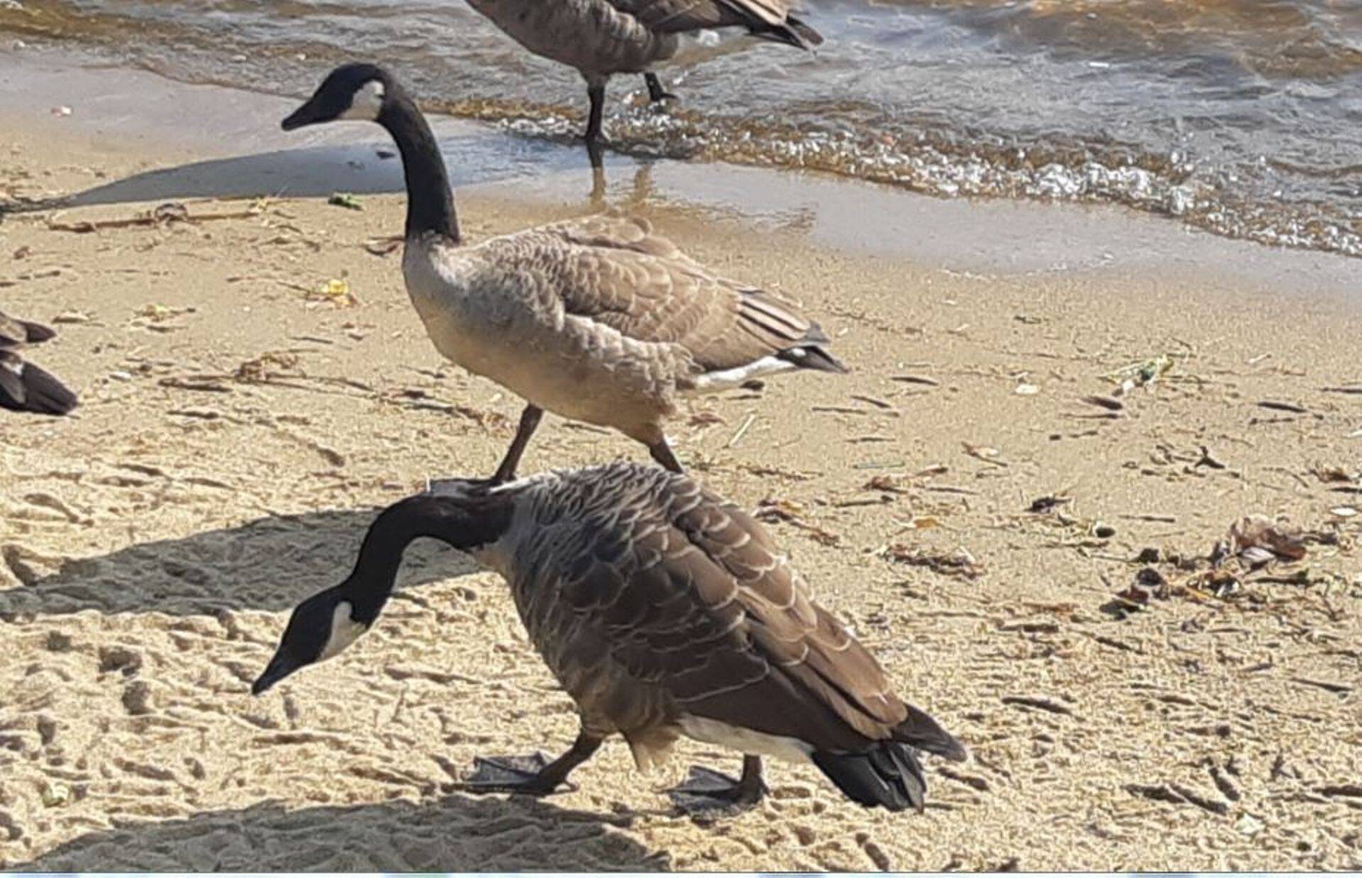 Veelinnu jahiks tuleb välisjahimehel koolitus läbida.