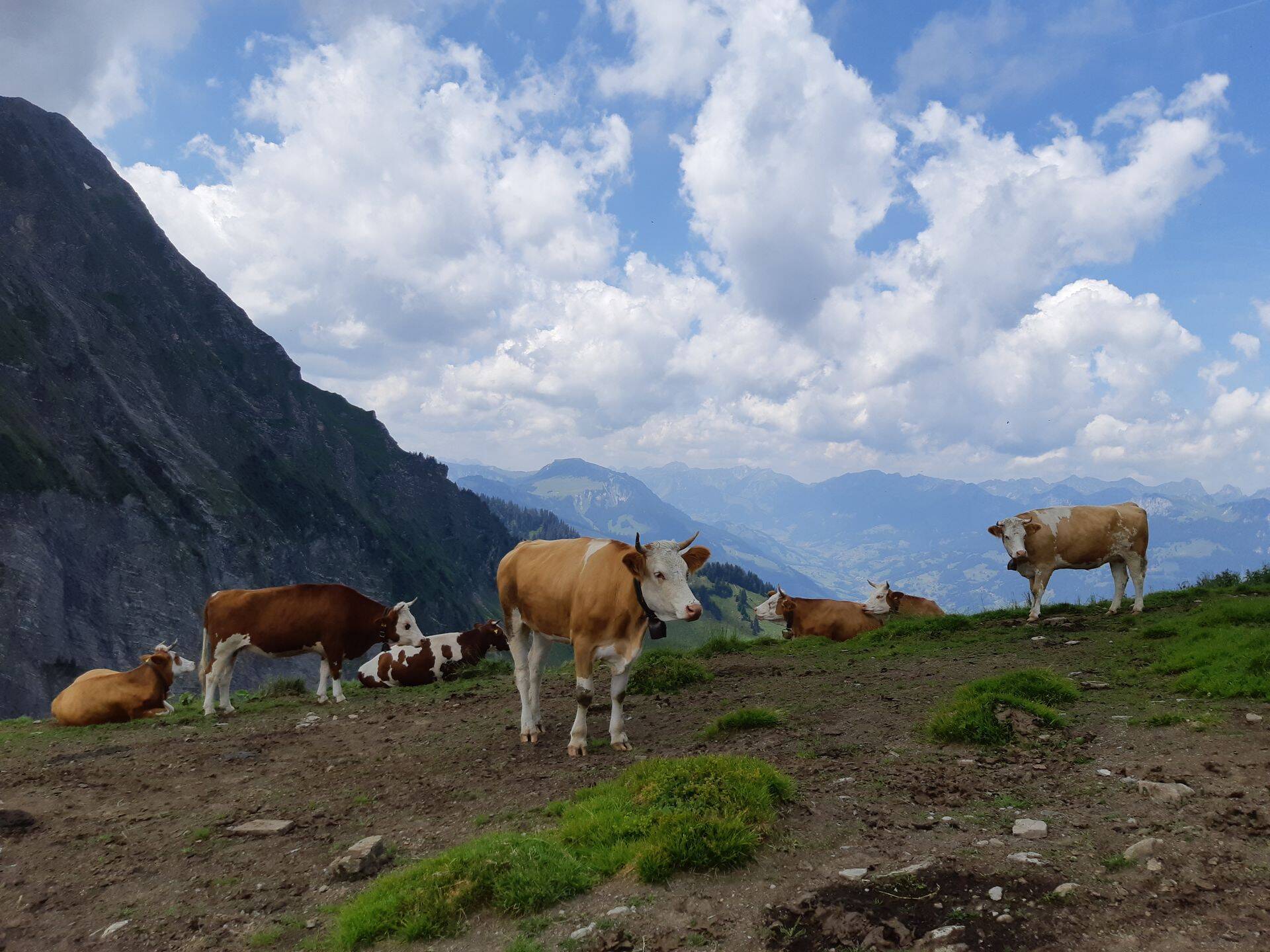 Veisekari Šveitsis.
