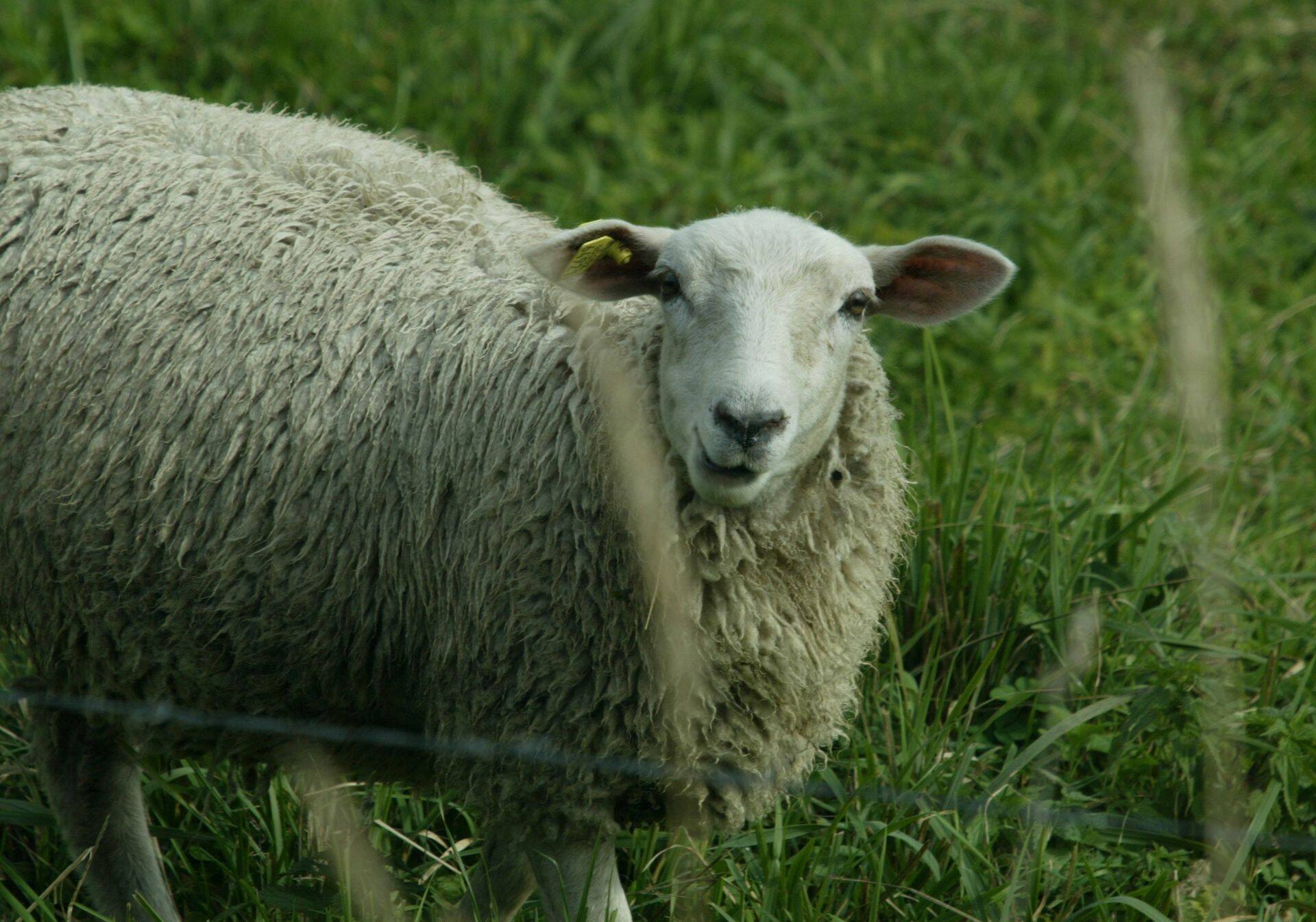 Lammas Viljandi lähedal.
