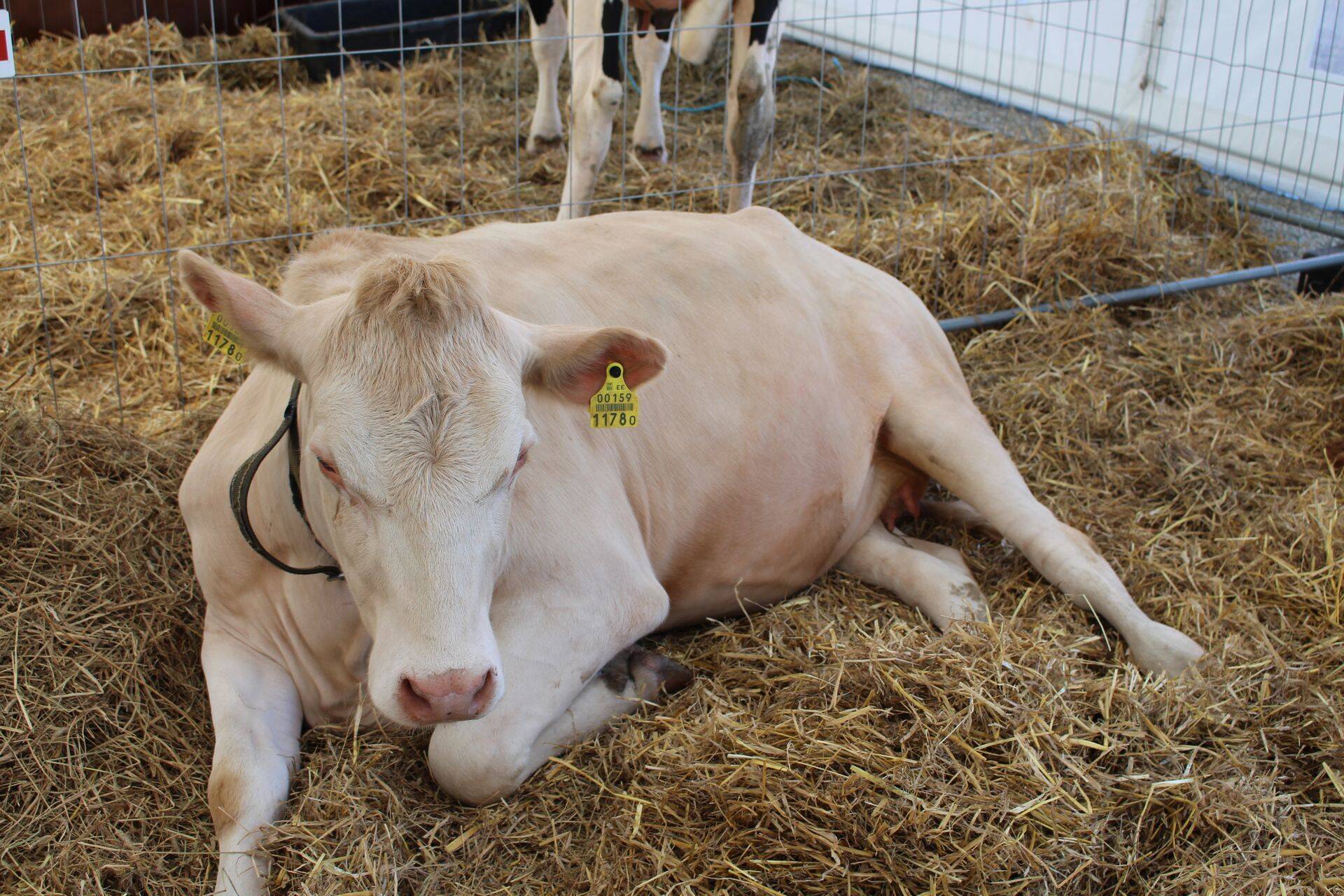 Antibiootikumide väärkasutus ohustab loomade tervist