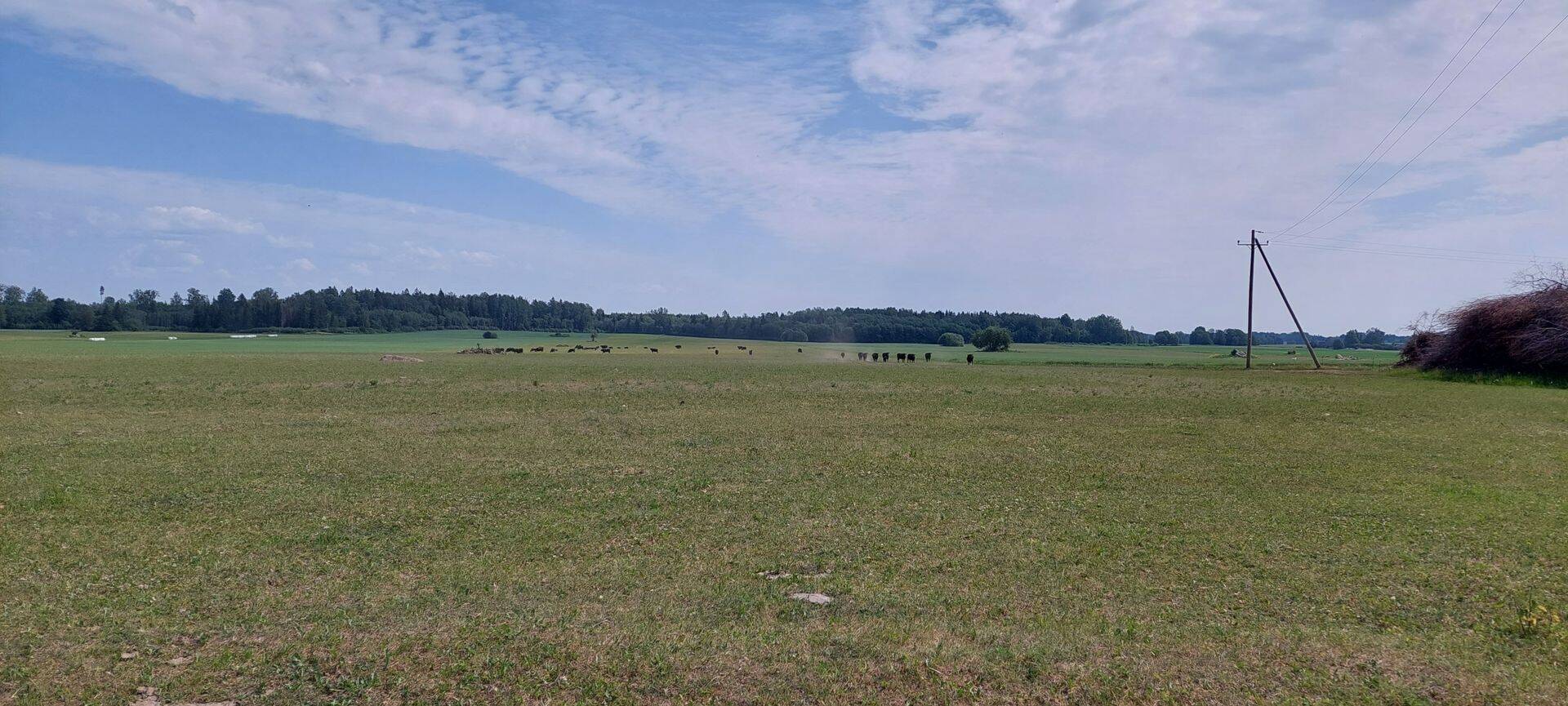 Põuast räsitud karjamaa Järvamaal.