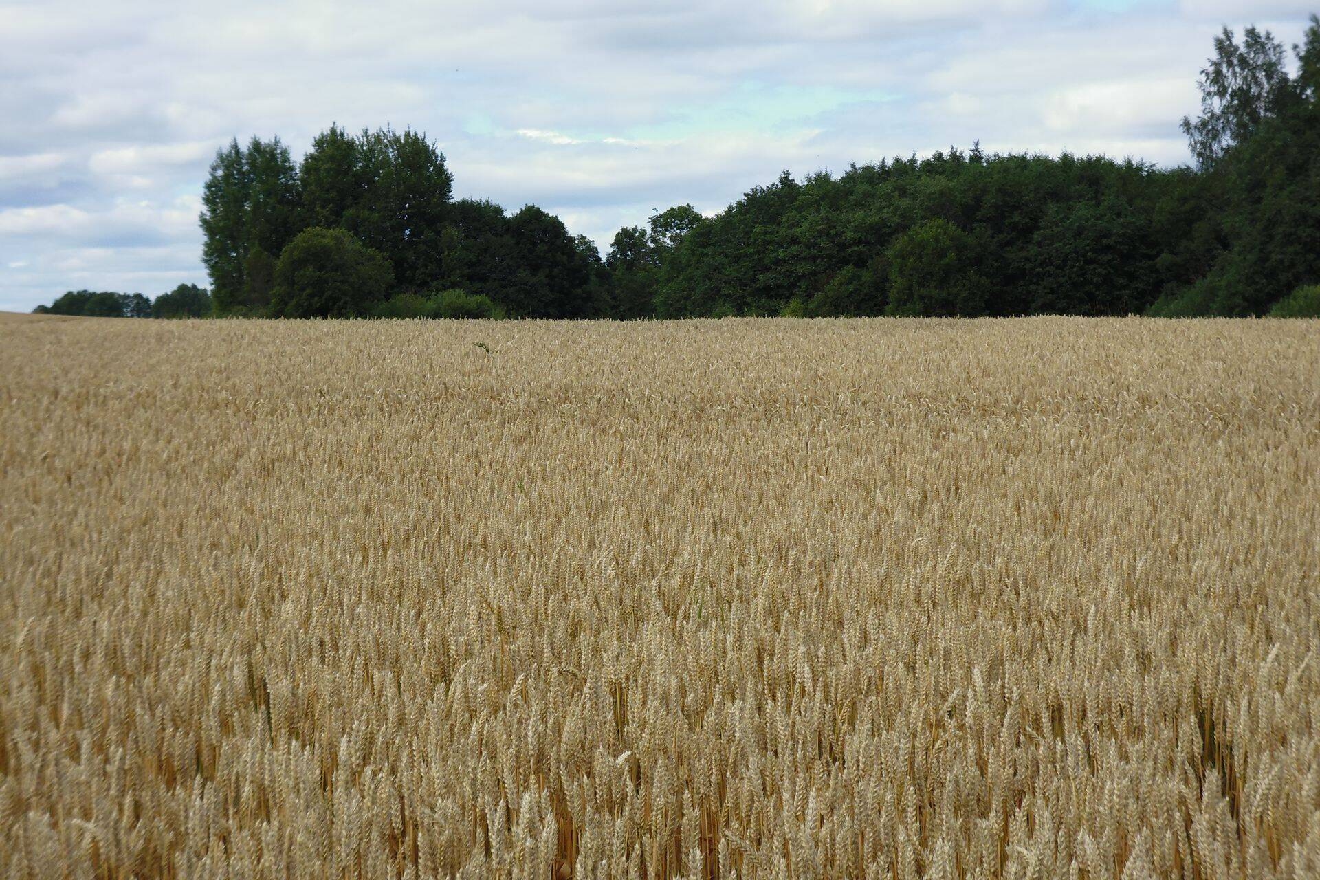 Börs: Euroopas odavnes toidunisu hind 1,3 protsendi võrra