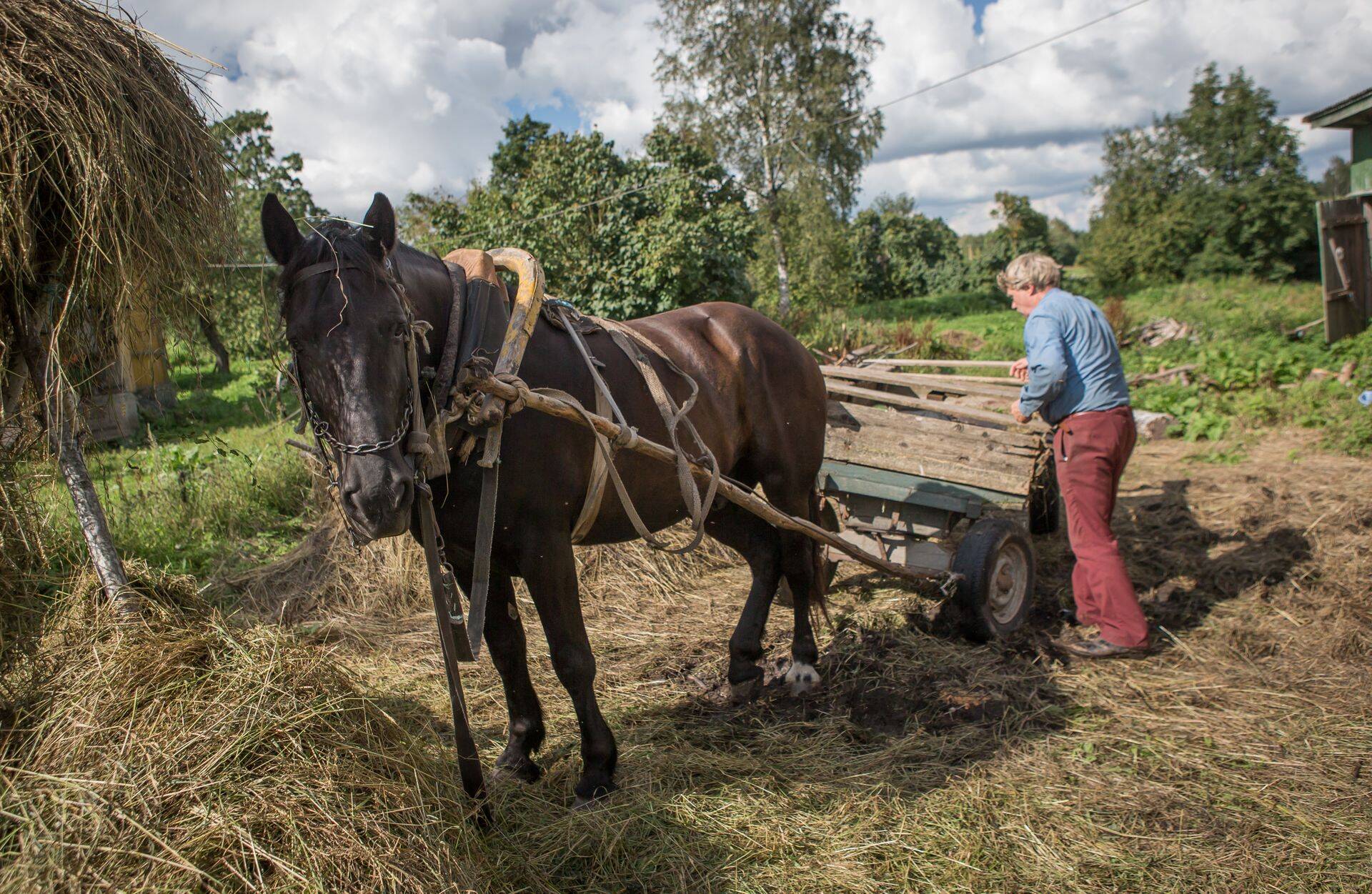 Eesti raskeveohobune on meie rahva poolt aretatud tööhobusetõug, keda on tõuraamatus alla 400 isendi. Foto on illustratiivne.