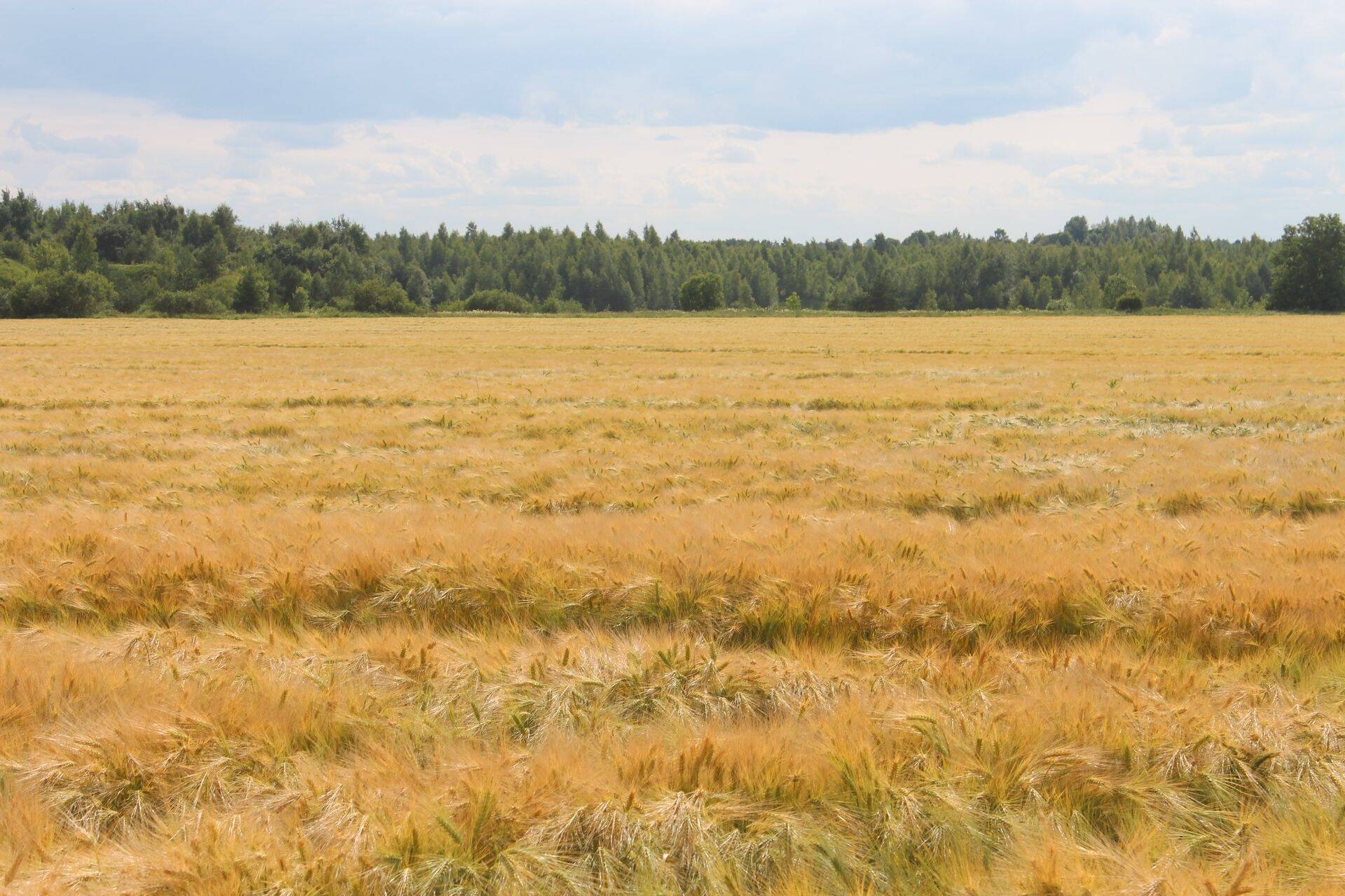 2017. aasta võistluspõld Lääne-Virumaal