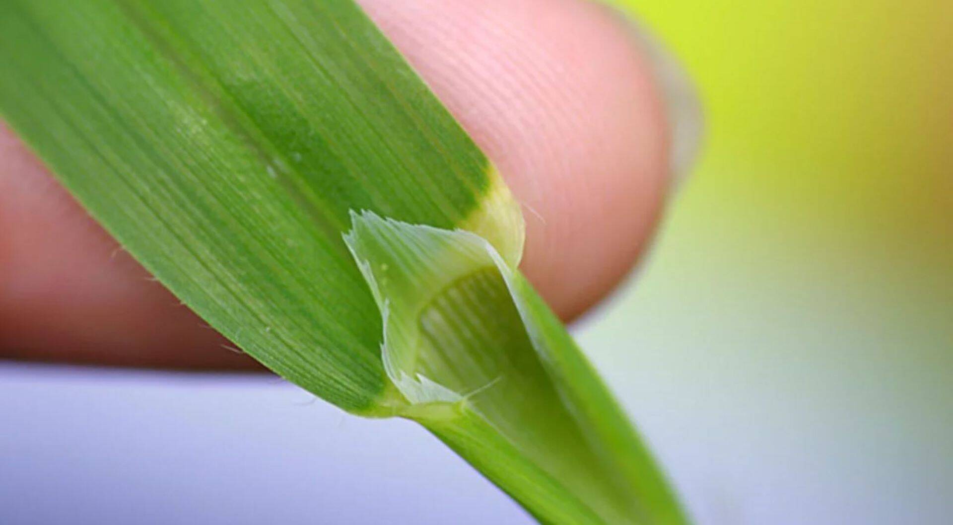 Tuulekarea määraminu lehekeelekese abil.