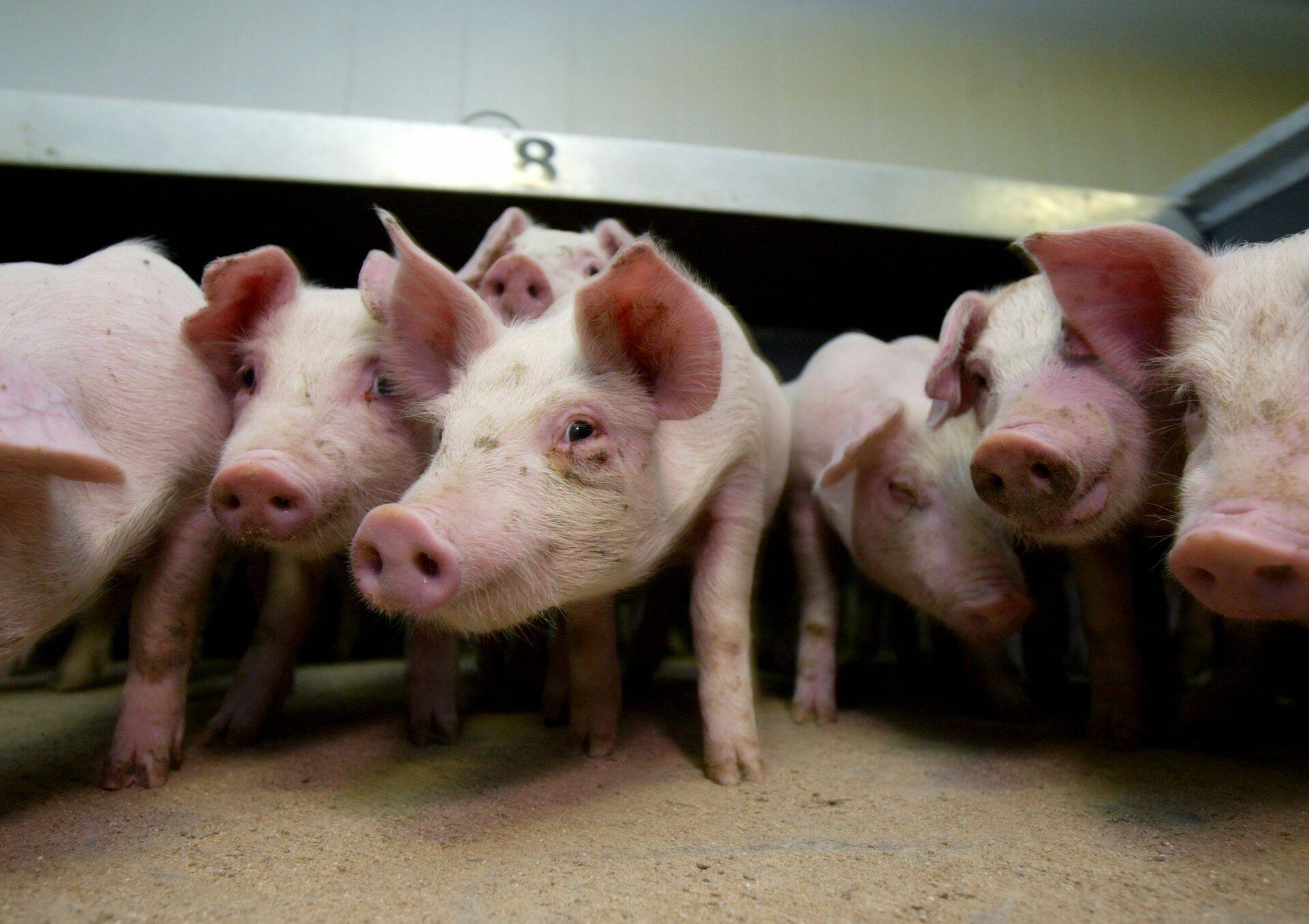 Seakasvatusettevõtted on tublilt täitnud bioohutusnõudeid