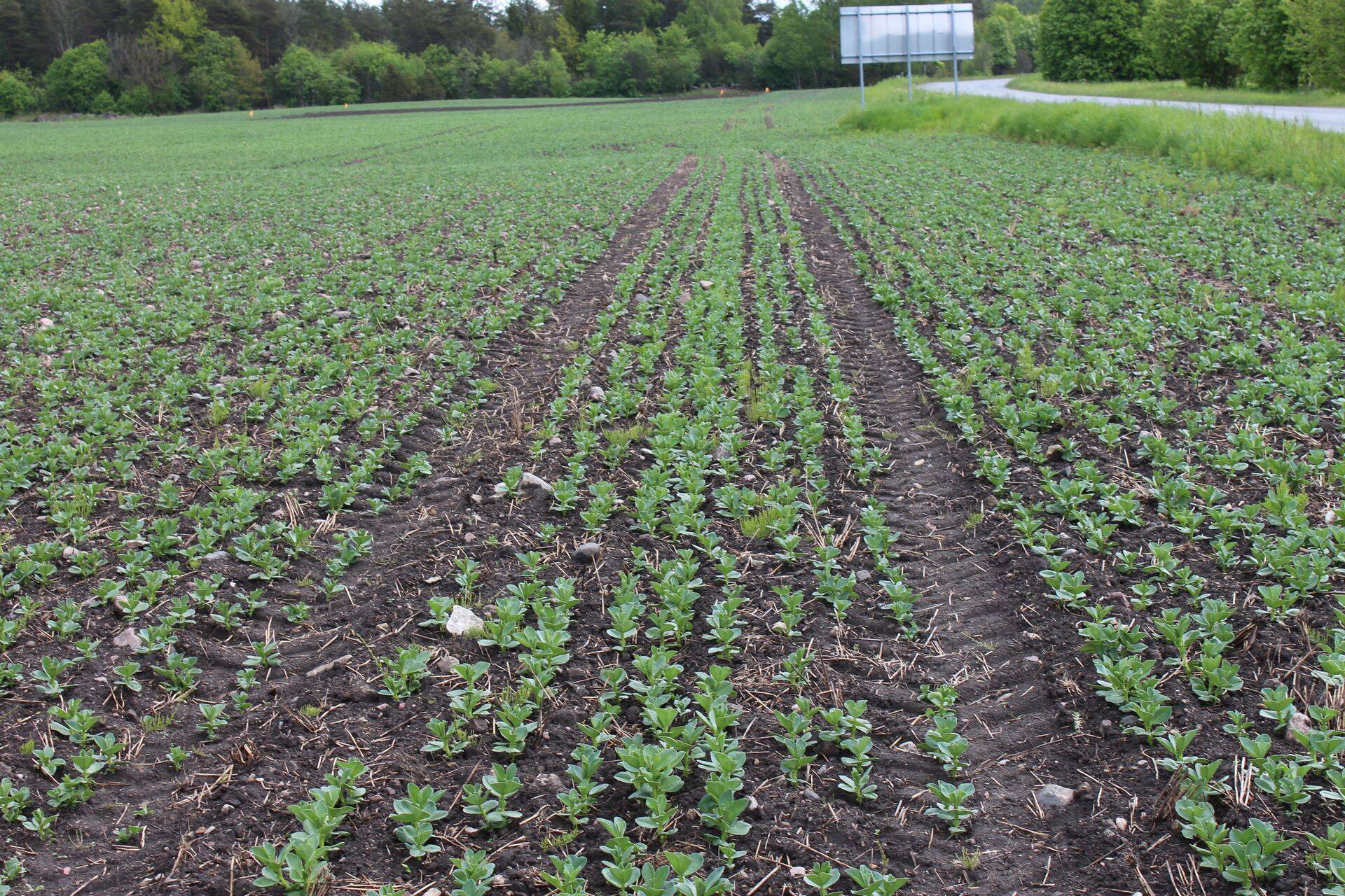 Põlluinfo: aeg teha umbrohutõrjet ja anda lisaväetist