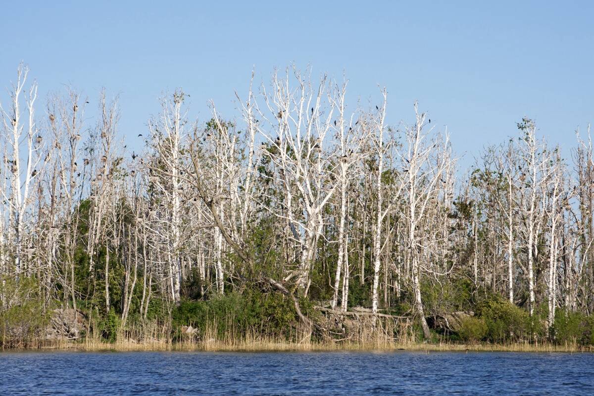 Surnud puud kormoranikoloonias Salusaarel.