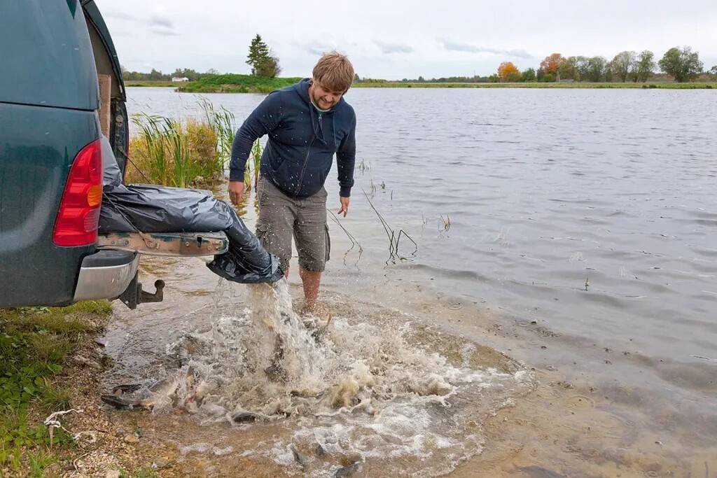 Kamari paisjärve karpi asustamas.