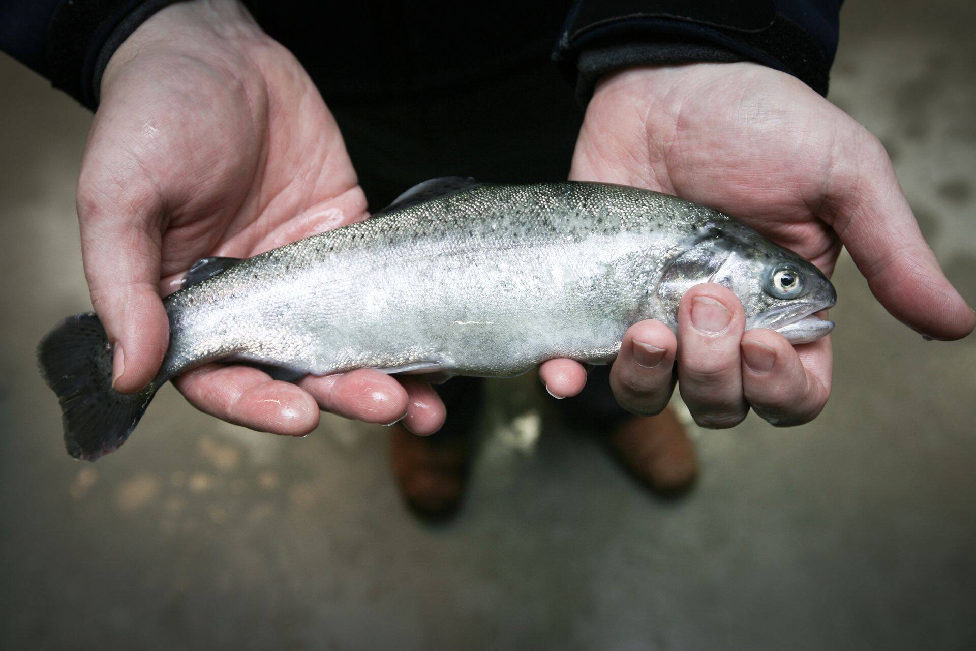 Veterinaar- ja Toiduamet avas lõhelistele Hiina turu.