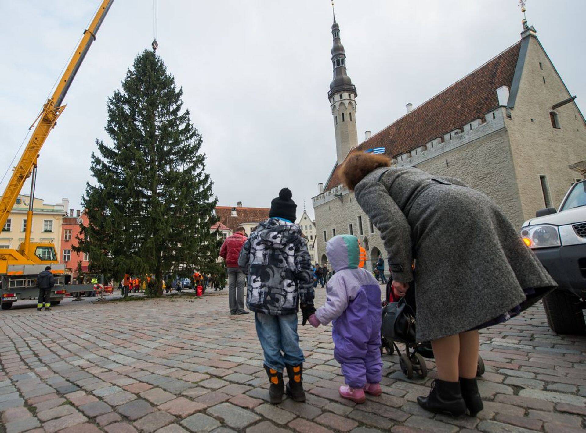 Jõulukuuse püstitamine Raekoja platsile tänavu novembris.