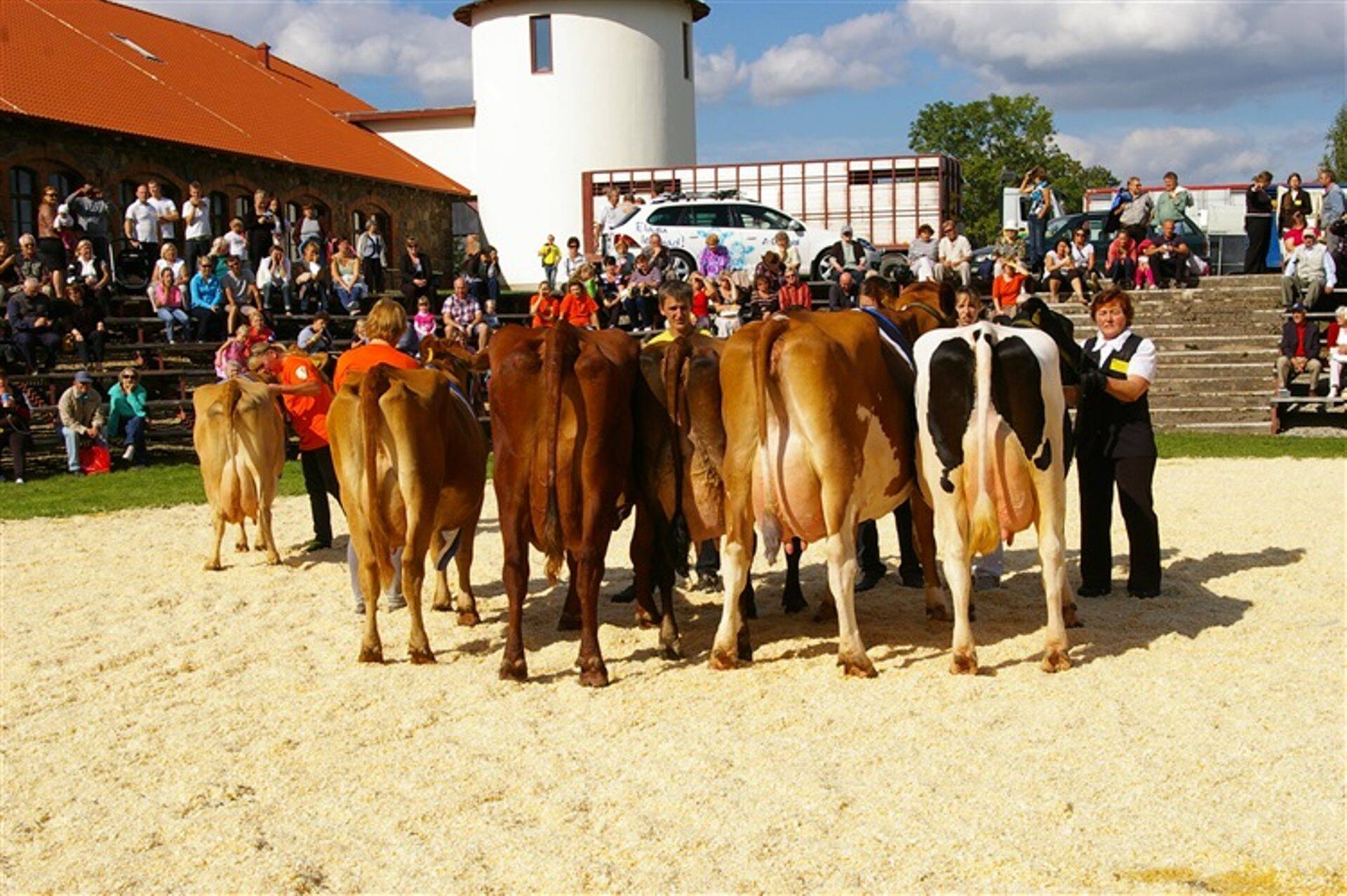 Kaunimad tõuloomad Ülenurmel