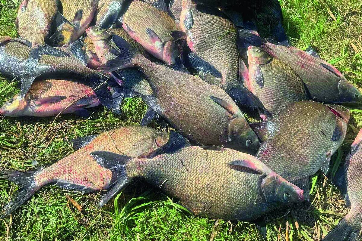 Viimastel päevadel on Emajõel latika võtt olnud väga hea ning paremaid saake on saadud Kardla kandist.