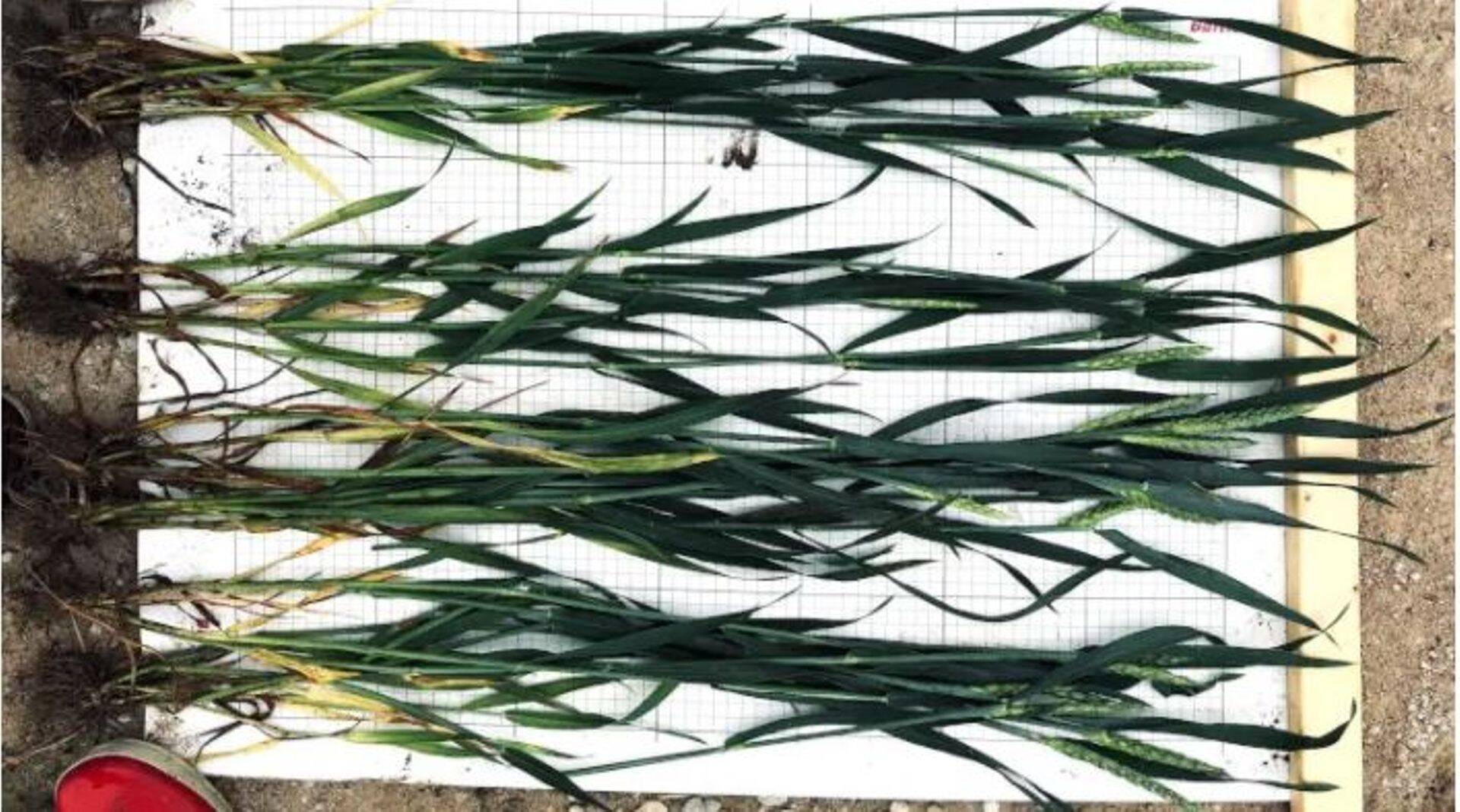 Ülevalt alla sordid Malunas, Skagen, Informer, Julius. 16.06.2020