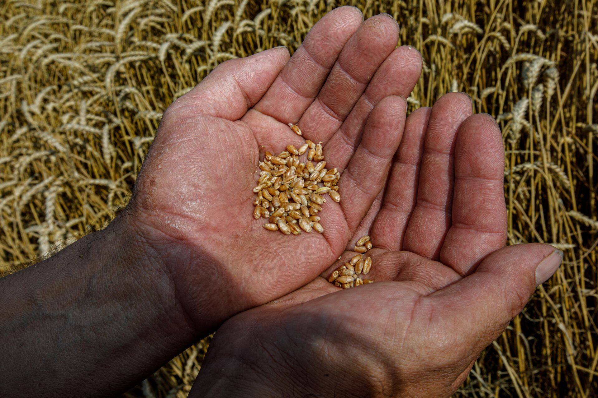 Tavavilja hind on talunike sõnul vaid grammi võrra odavam kui mahevilja hind.