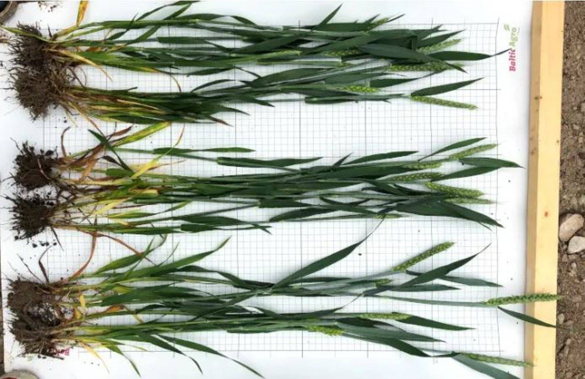 Ülevalt alla sordid Hylux, Hydelta ja Hymalaya. 16.06.2020.