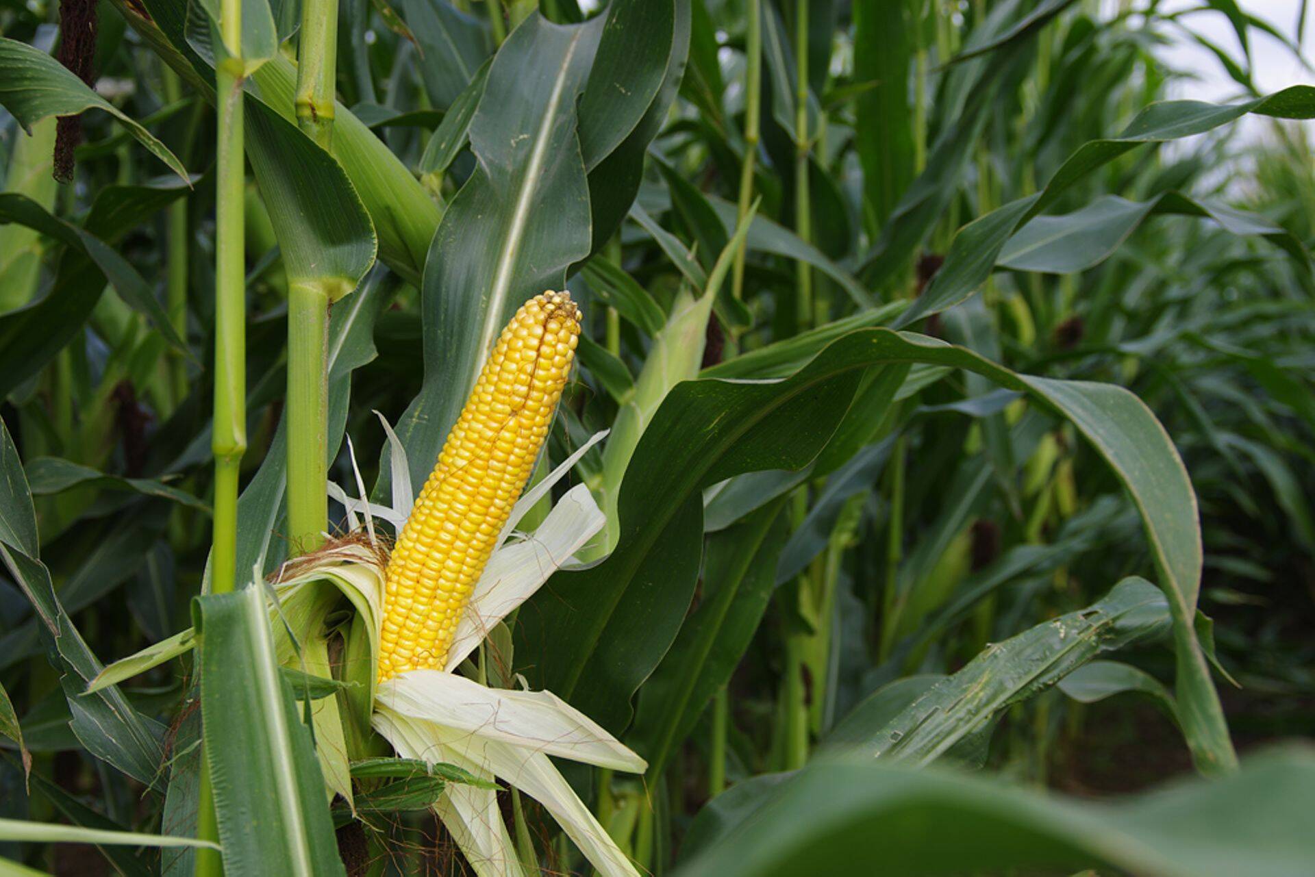 Maisipäeval Põlva Agros jagati olulist teavet maisikasvatajale