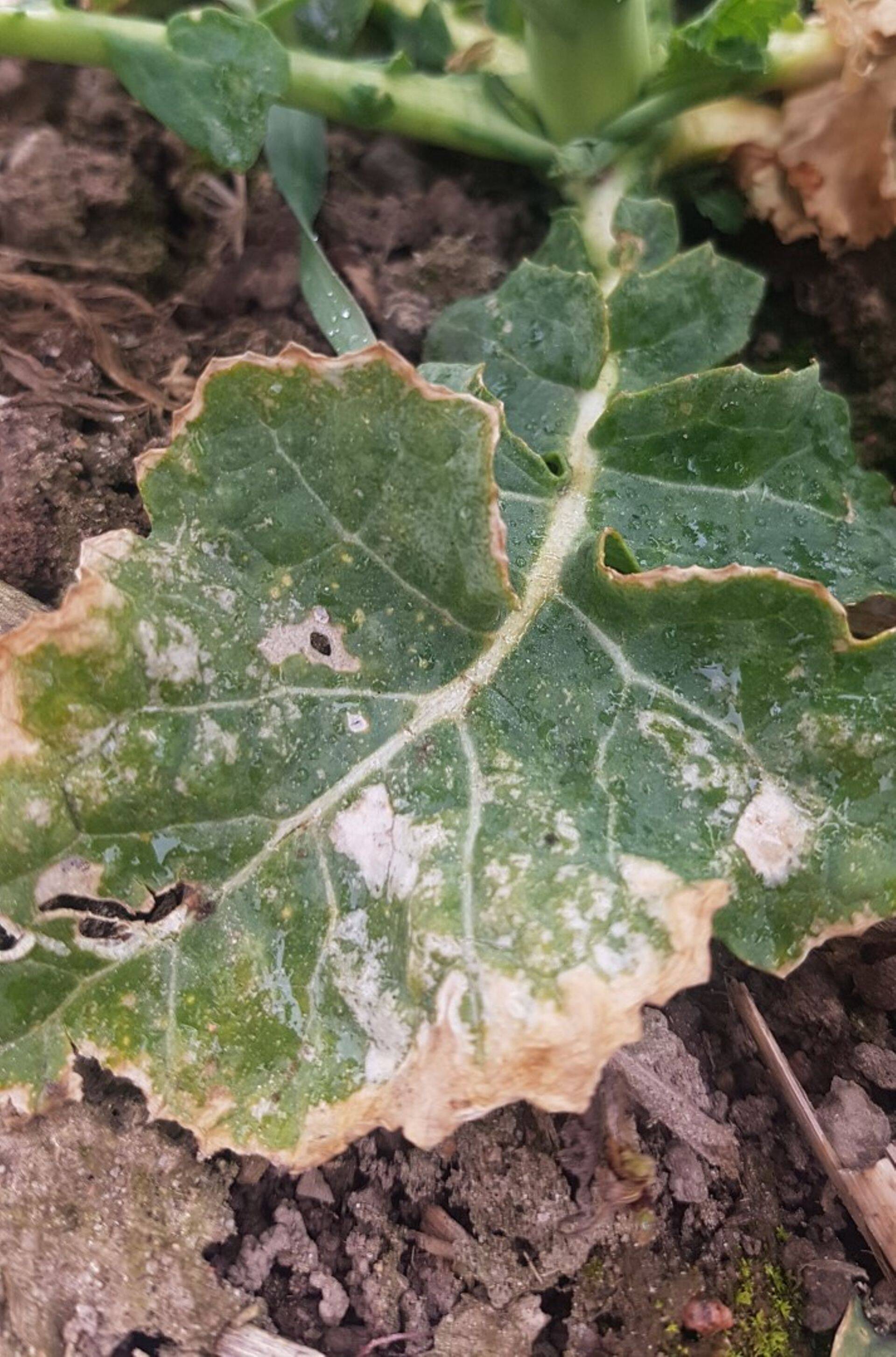 Tülindrosporioosil ilmuvad haigustunnused sageli alles kevadel, 2020.a.