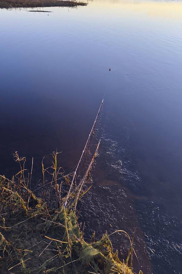 Kalakaitsjate suurimaks murekohaks on võrgupüük jõgede suudmetes.