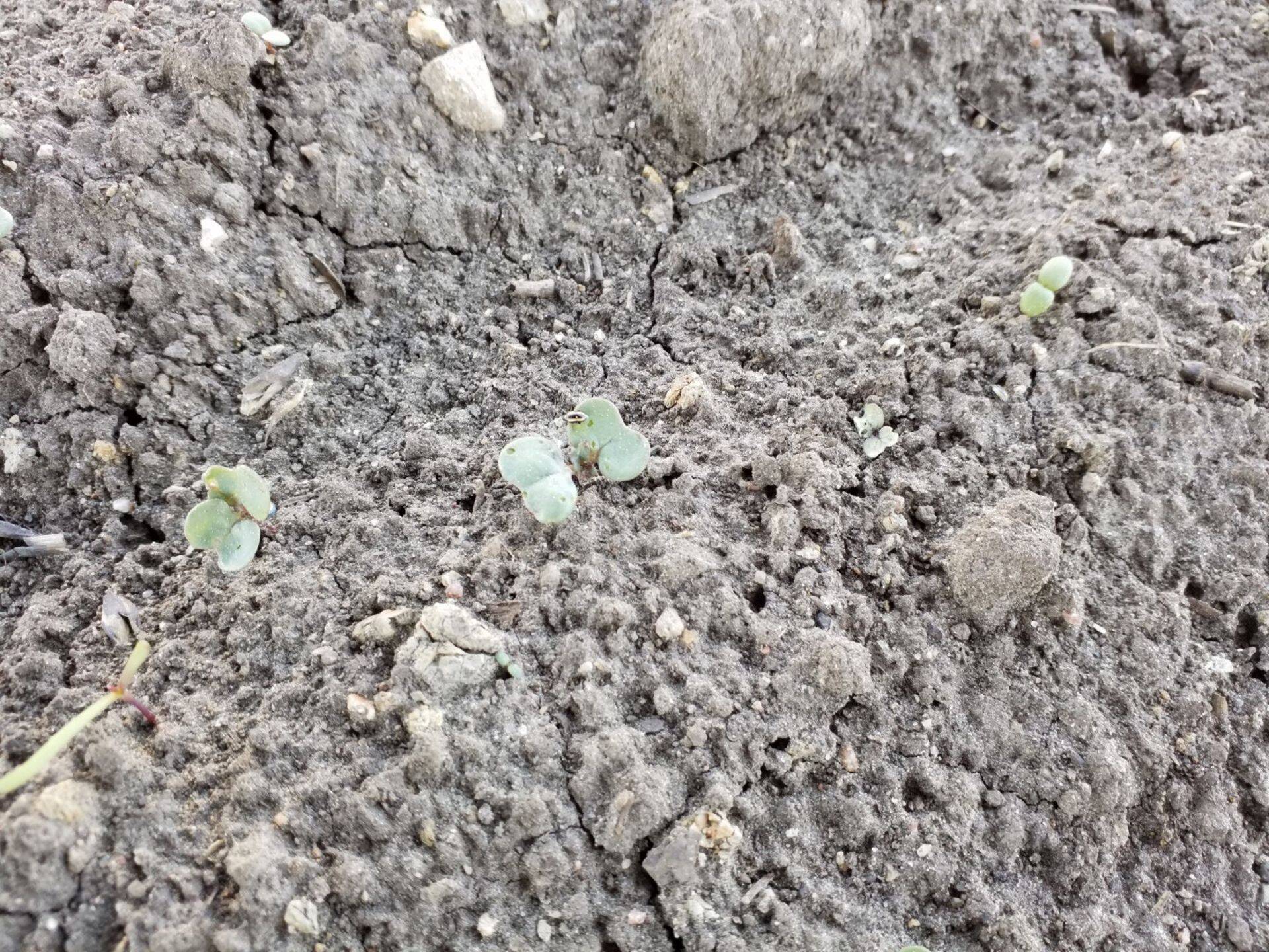 Raps idulehtede faasis.