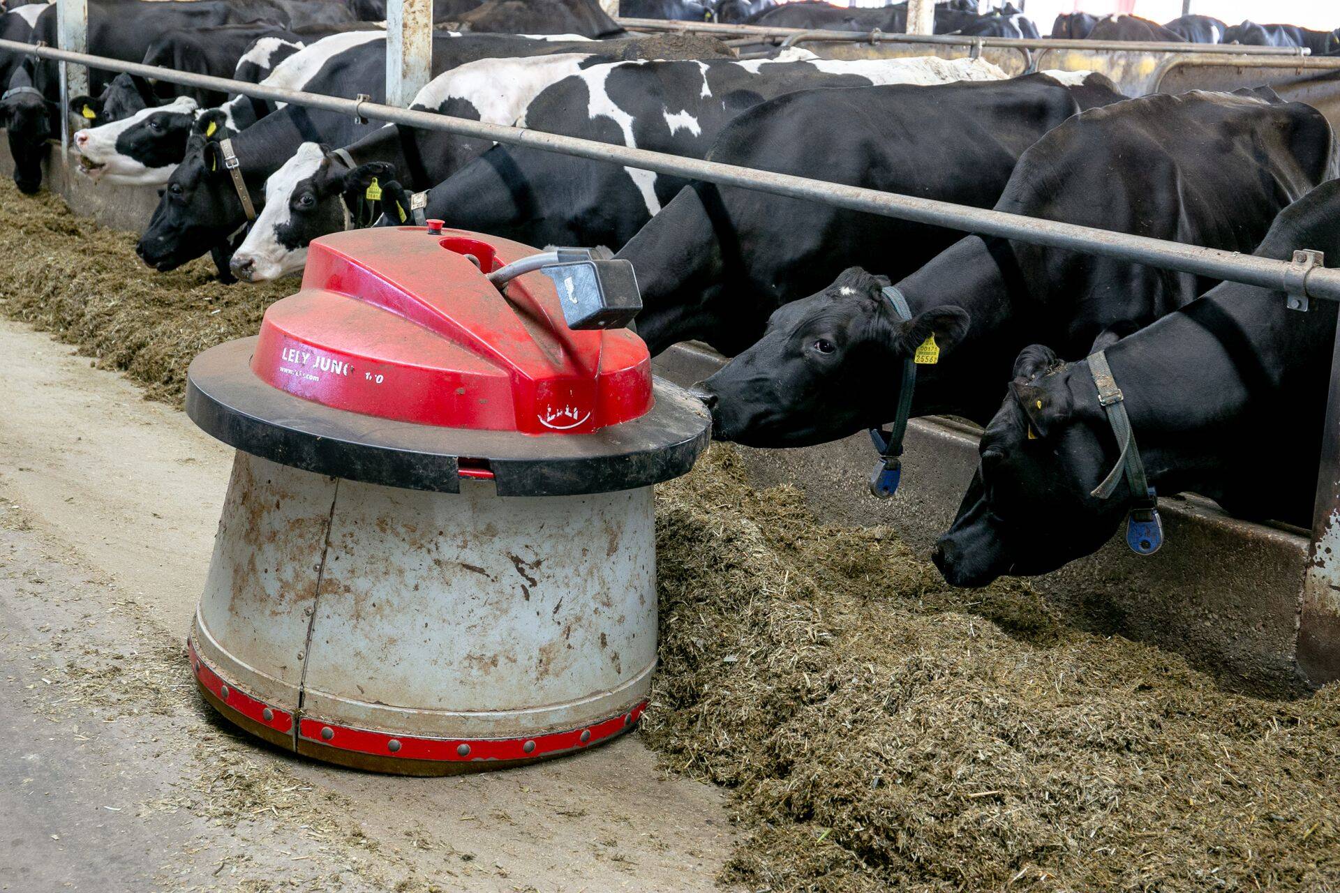 Söödarobot jagamas piimakarjale sööta