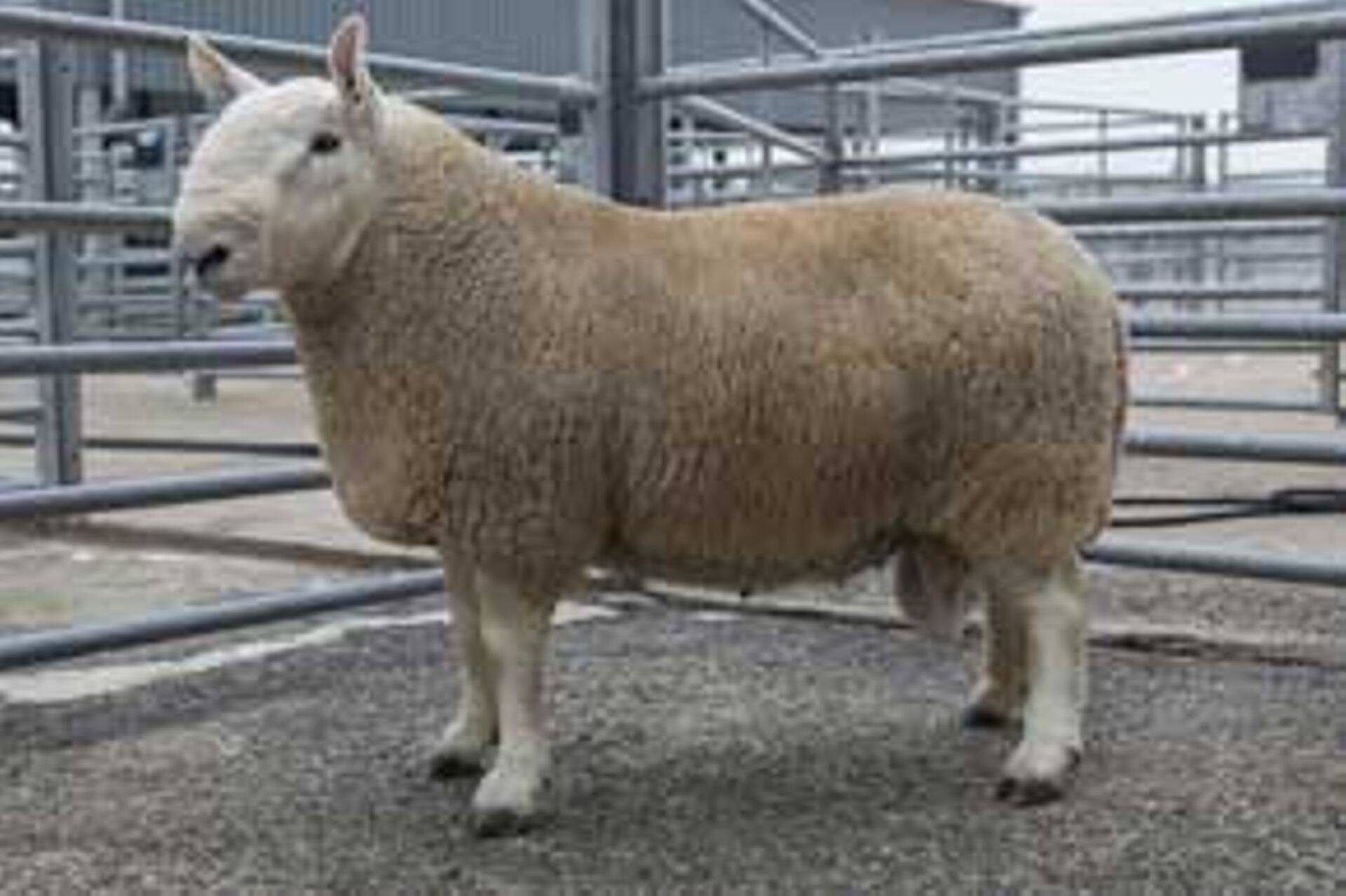 Ševiot on tugev ja vastupidav loom, kes saavab hakkama ka keerulistes oludes.