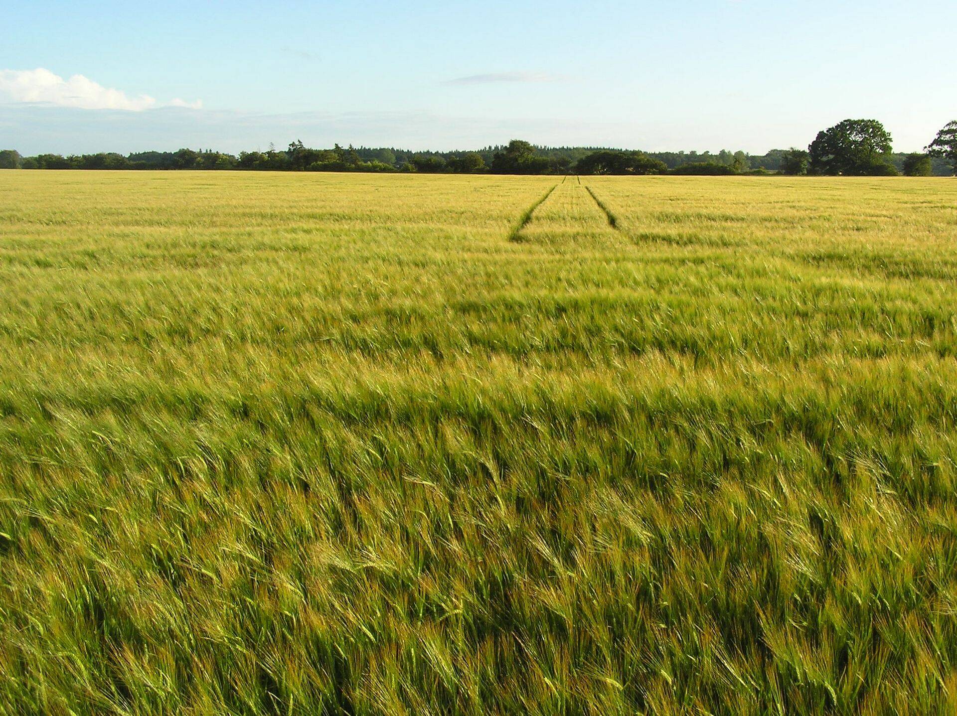 Kuidas lõpetada fungitsiidi tõrjestrateegia nisul ja odral?