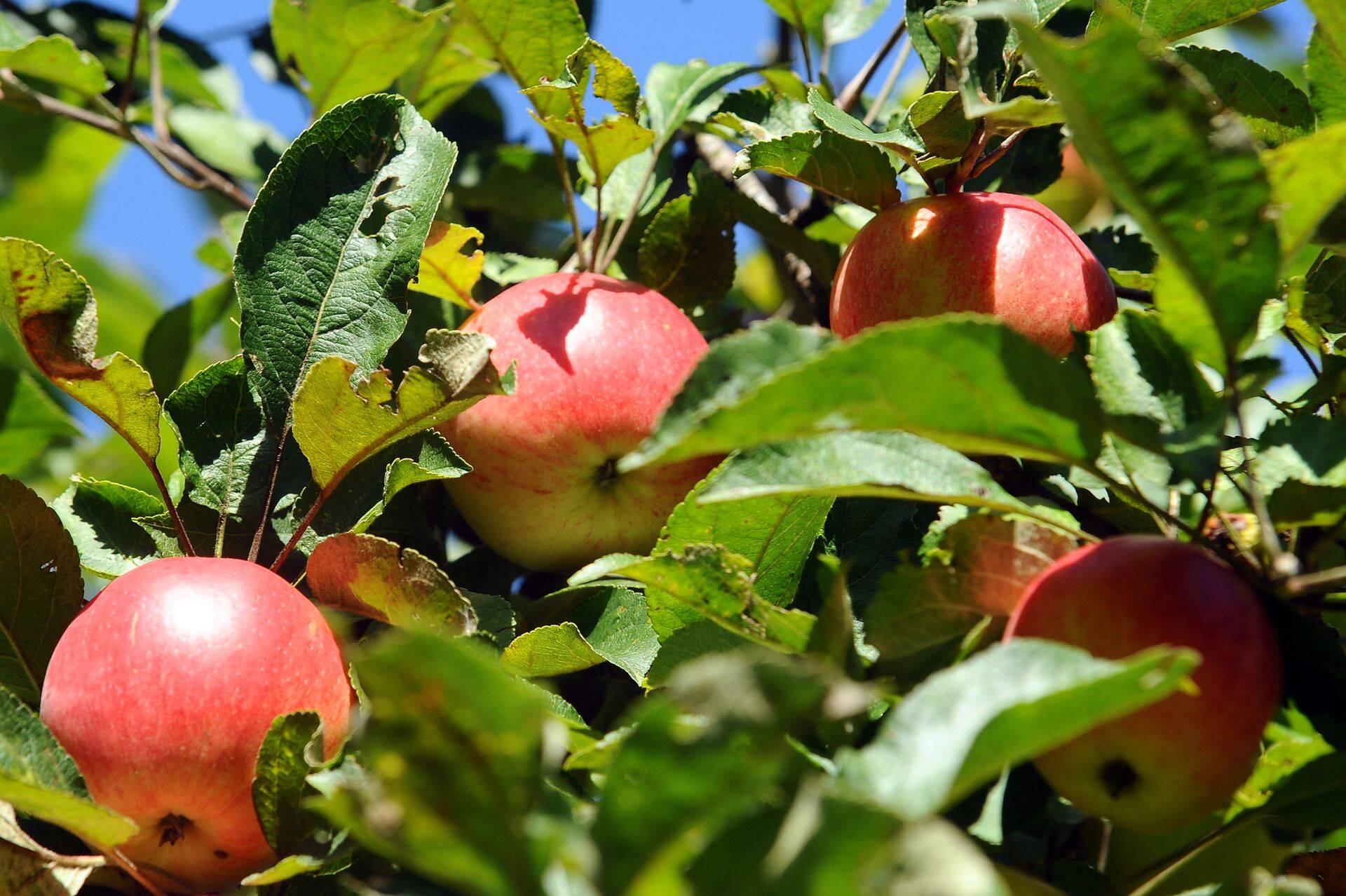 Ä€boli Äbeles zaros.