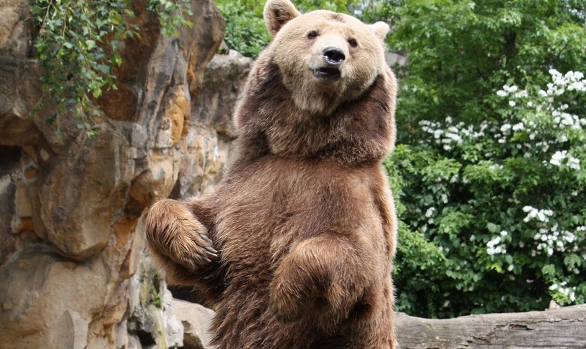 Karu sümboliseerib aktsiaturgude langust.