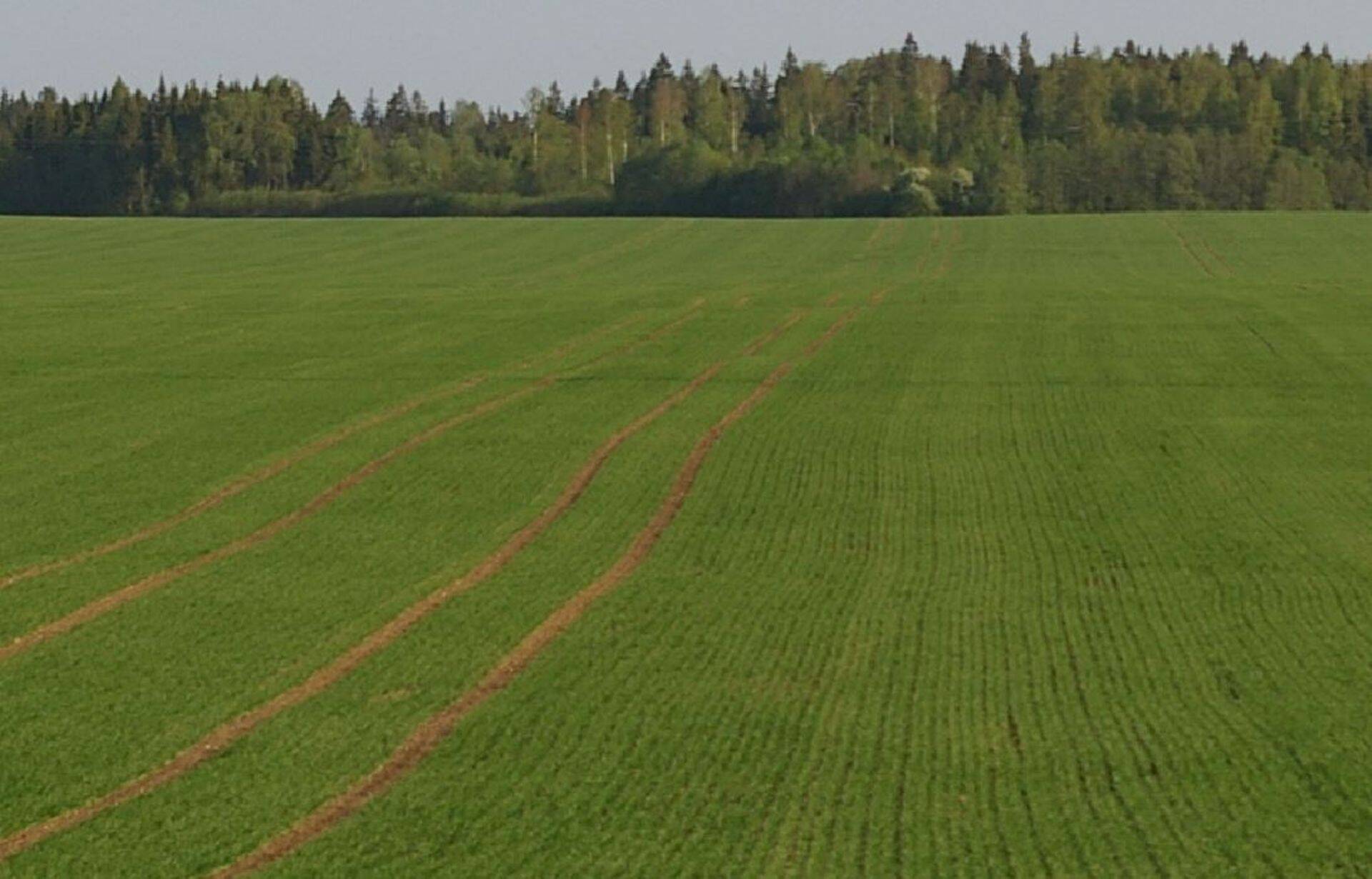 Börs: pakane teravilju oluliselt ei mõjutanud