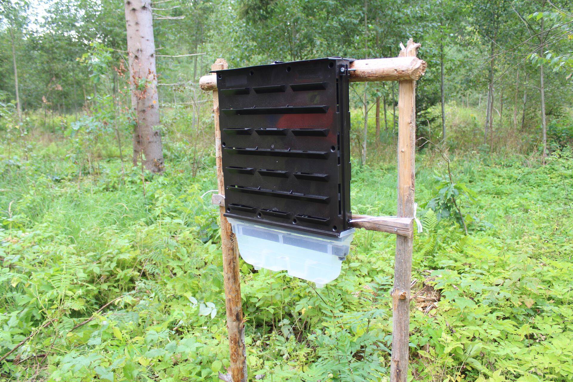 Kooreüraskite feromoonpüünis Valgamaal.