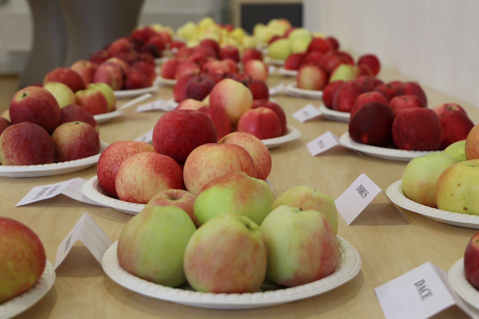 Polli aiandi õunad.