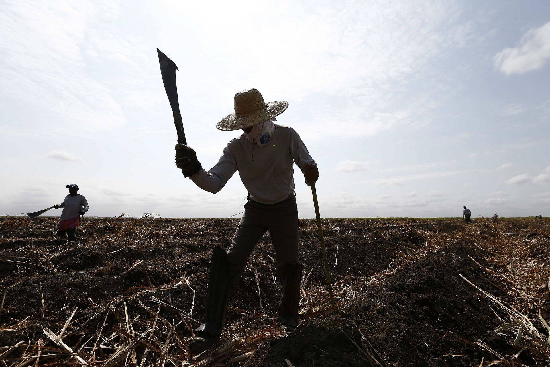 Suhkruroo istandus Brasiilias.