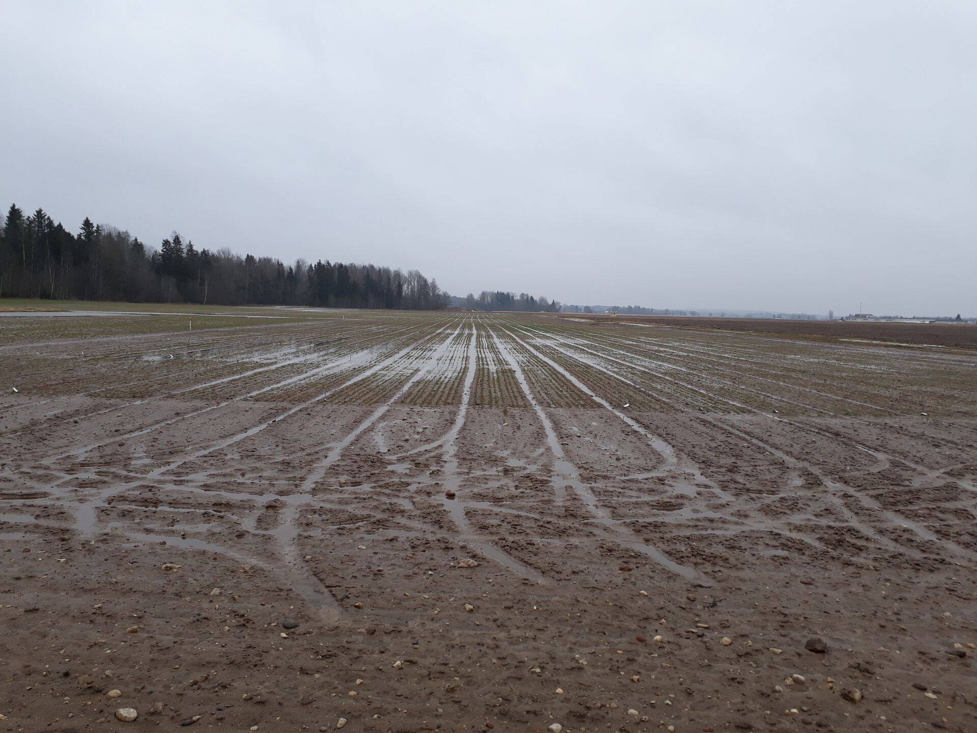 Talinisu puhtimiskatse pildistatud 6.04.2018
