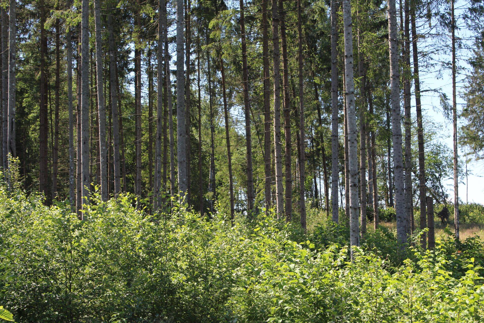 Metsade majandamine on meie majanduse seisukohalt väga vajalik.