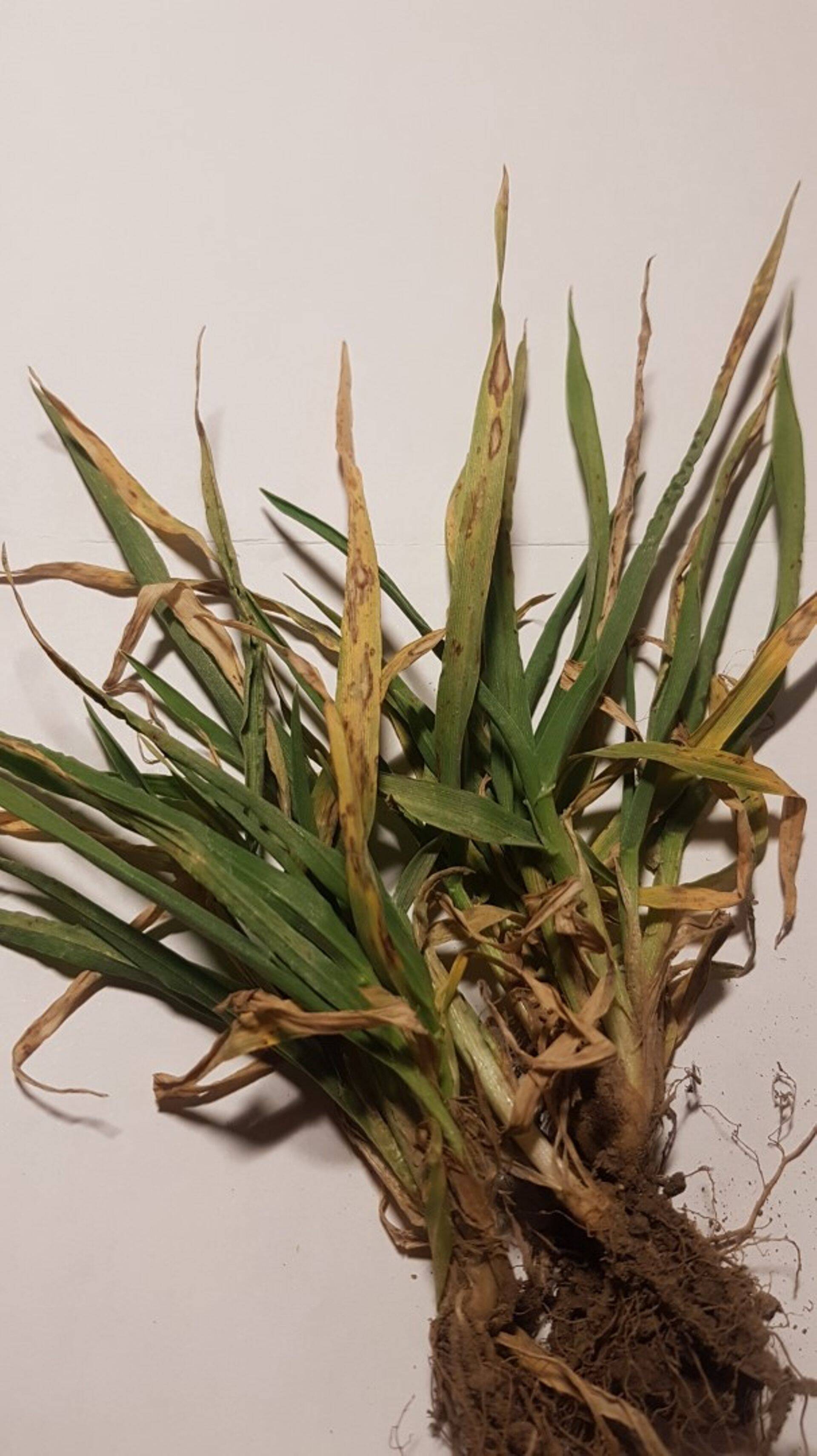 Äärislaiksus taliodra lehtedel, 2020 kevad.