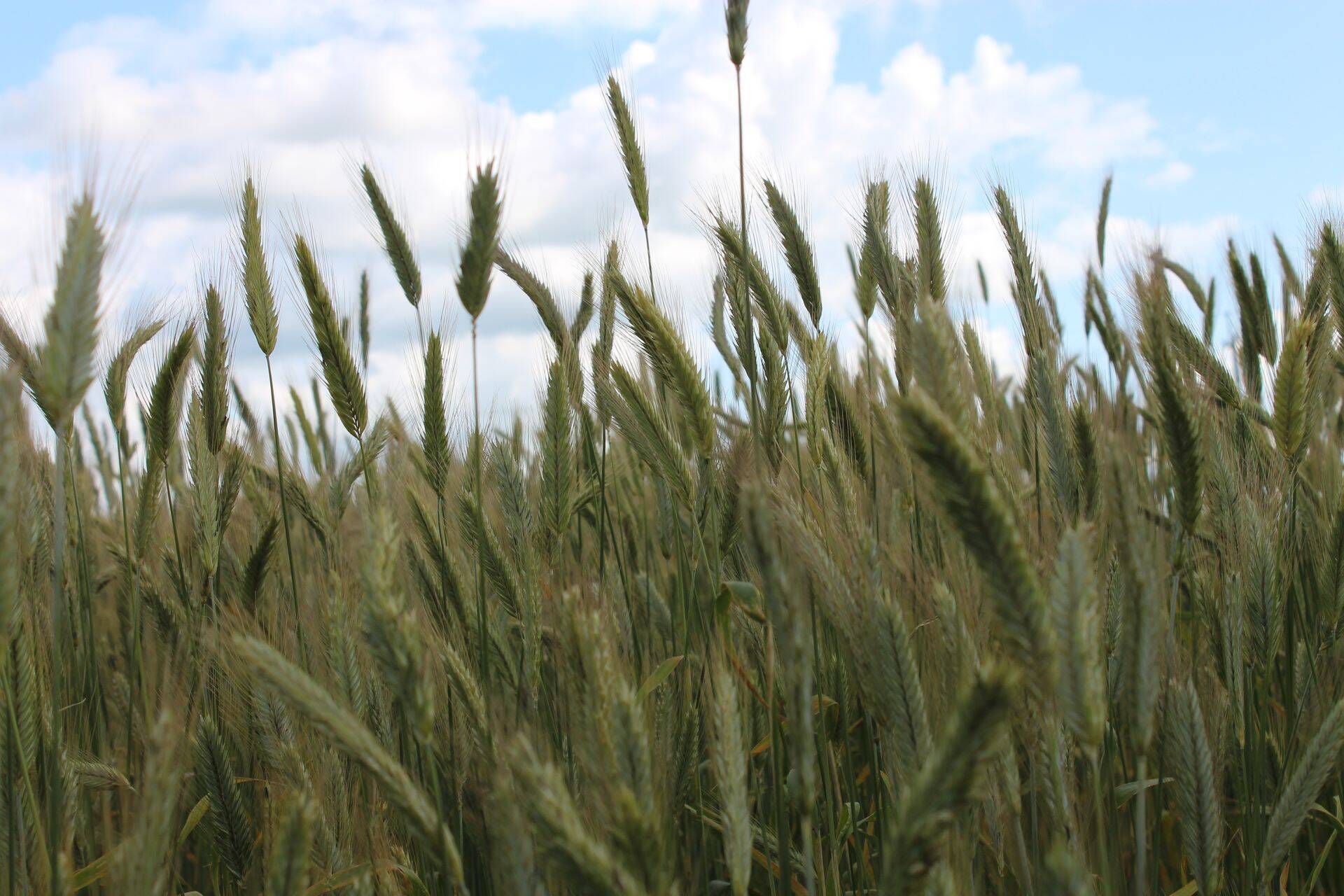 BASF soovitab teha sügisel umbrohutõrjet