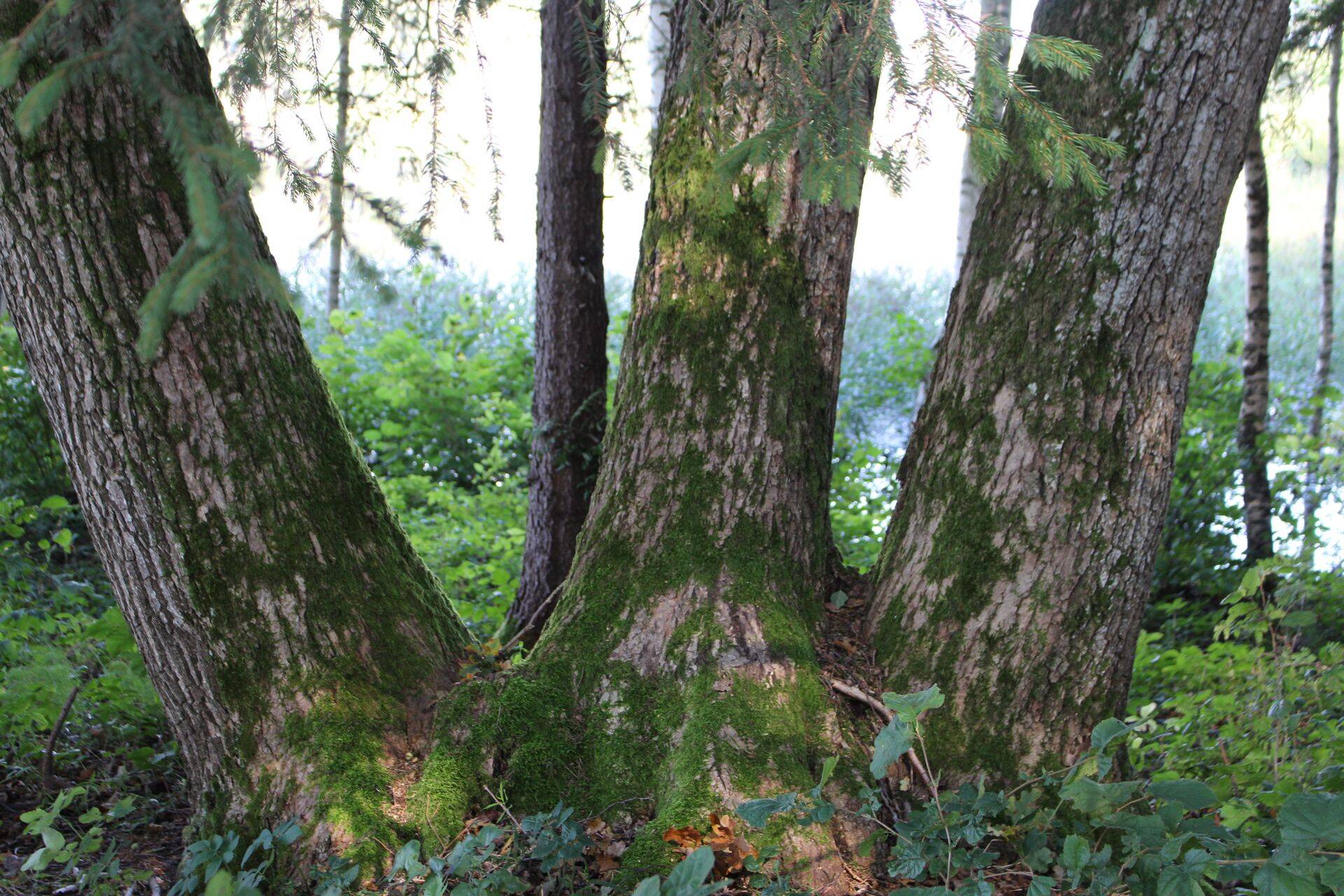 Metsaseaduse kohaselt peavad töögrupis olema esindatud ökoloogilise, sotsiaalse, kultuurilise ja majandusliku huvi esindajad.
