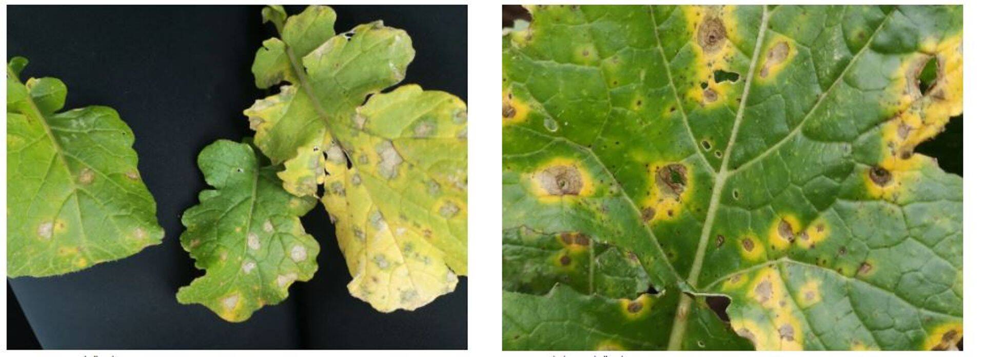 Vasakul fotol: Fomoos talirüpsil. Paremal fotol: Kuivlaiksus talirüpsil.