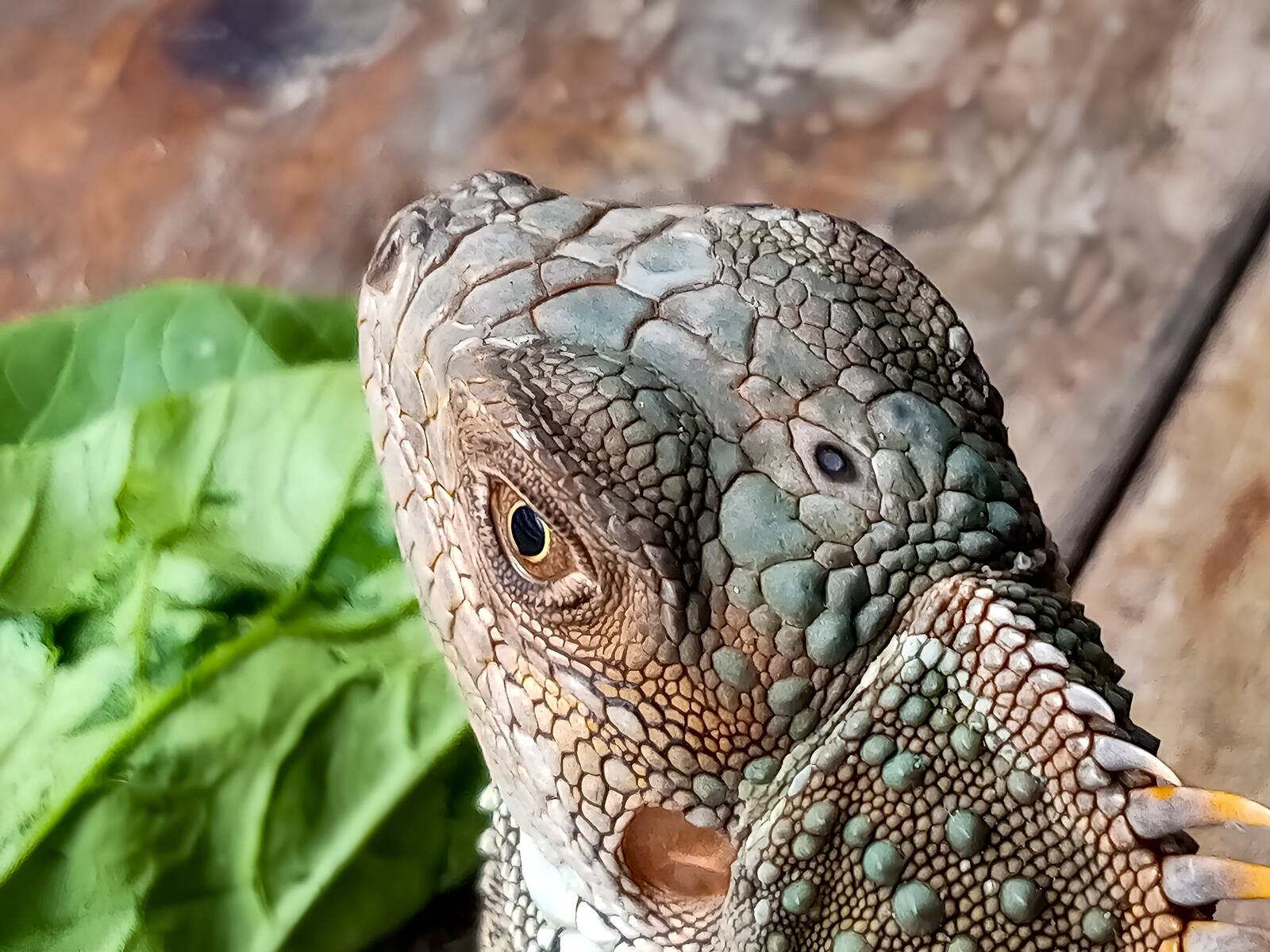 Mõnel roomajaliigil on praegugi kolmas silm ehk kiirusilm. Pildil on see näha väikese laigukesena sisaliku pealael. See silm kujutisi ei erista, küll aga pimedust valgusest.