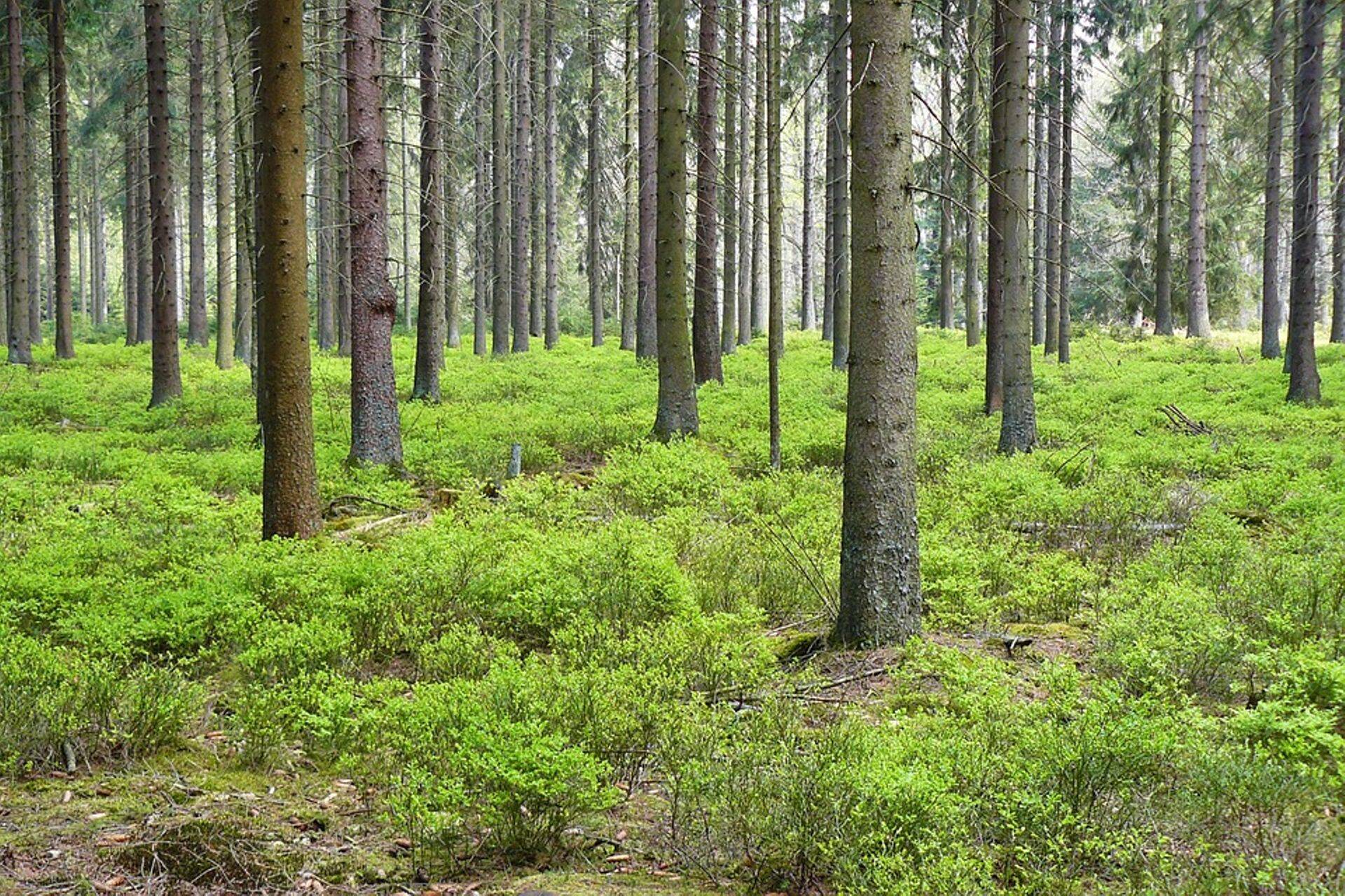 Metsaomanikud Natura2000 hüvitistega rahulolematud