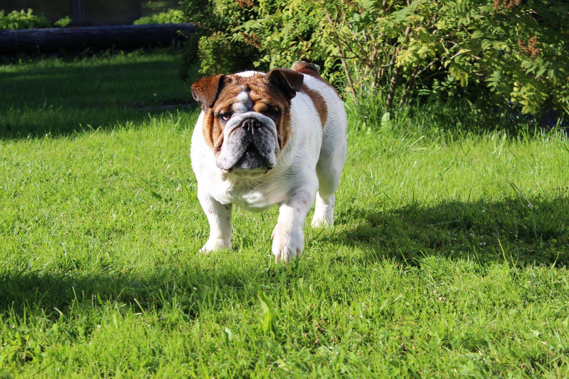 Mutte aitavad hävitada ka koerad ja kassid