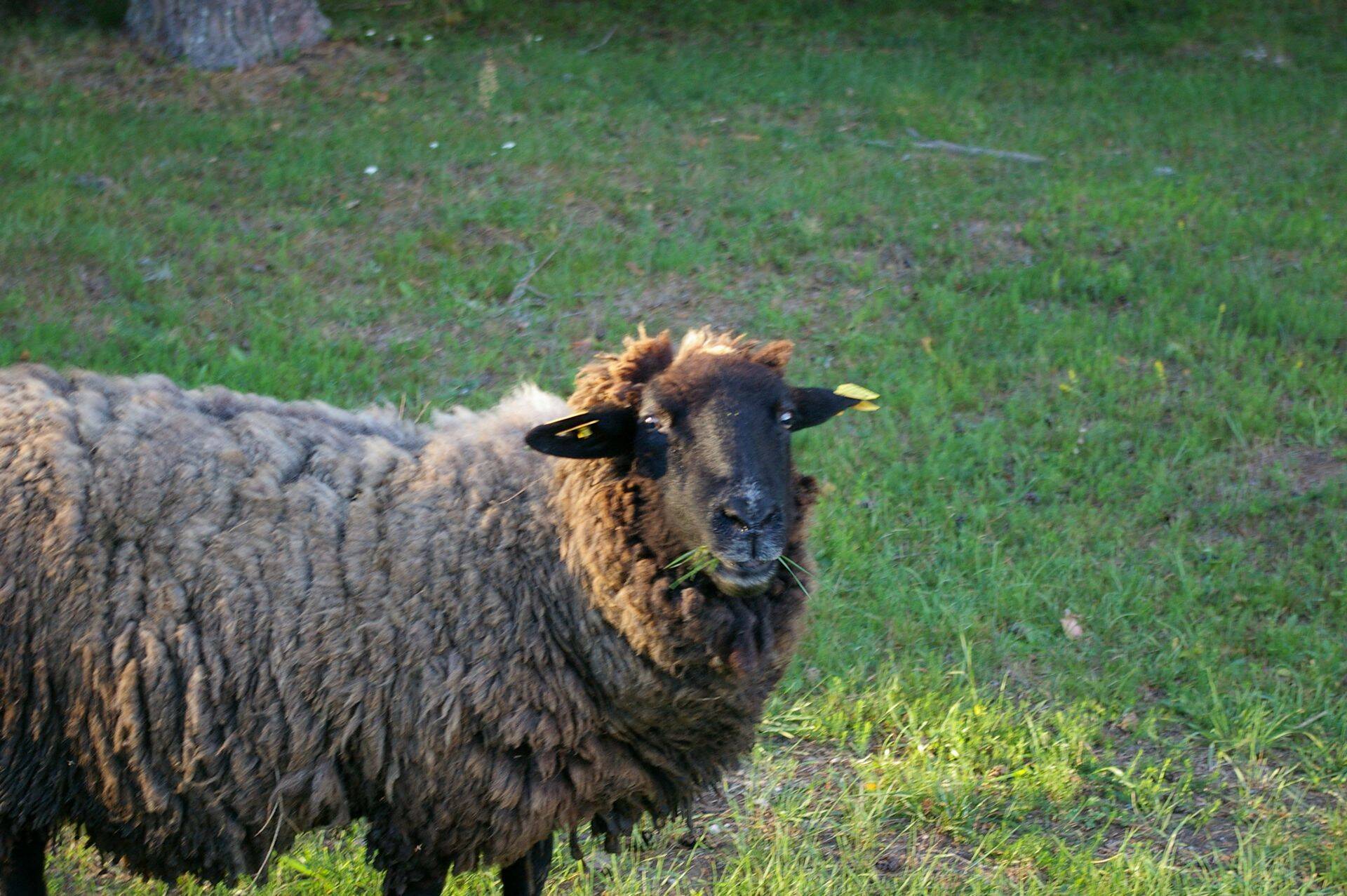 Lambakasvatajad vajavad ühisrinnet