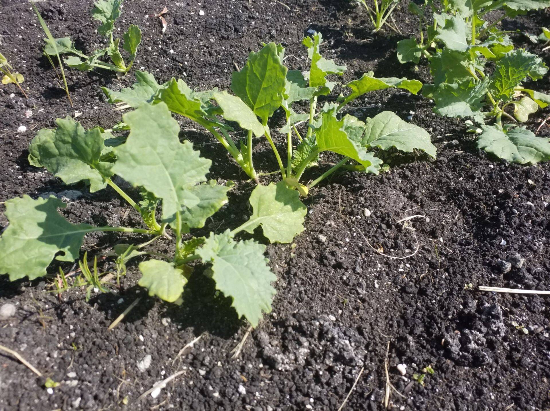 Raps 4 lehe faasis, 2019.a.