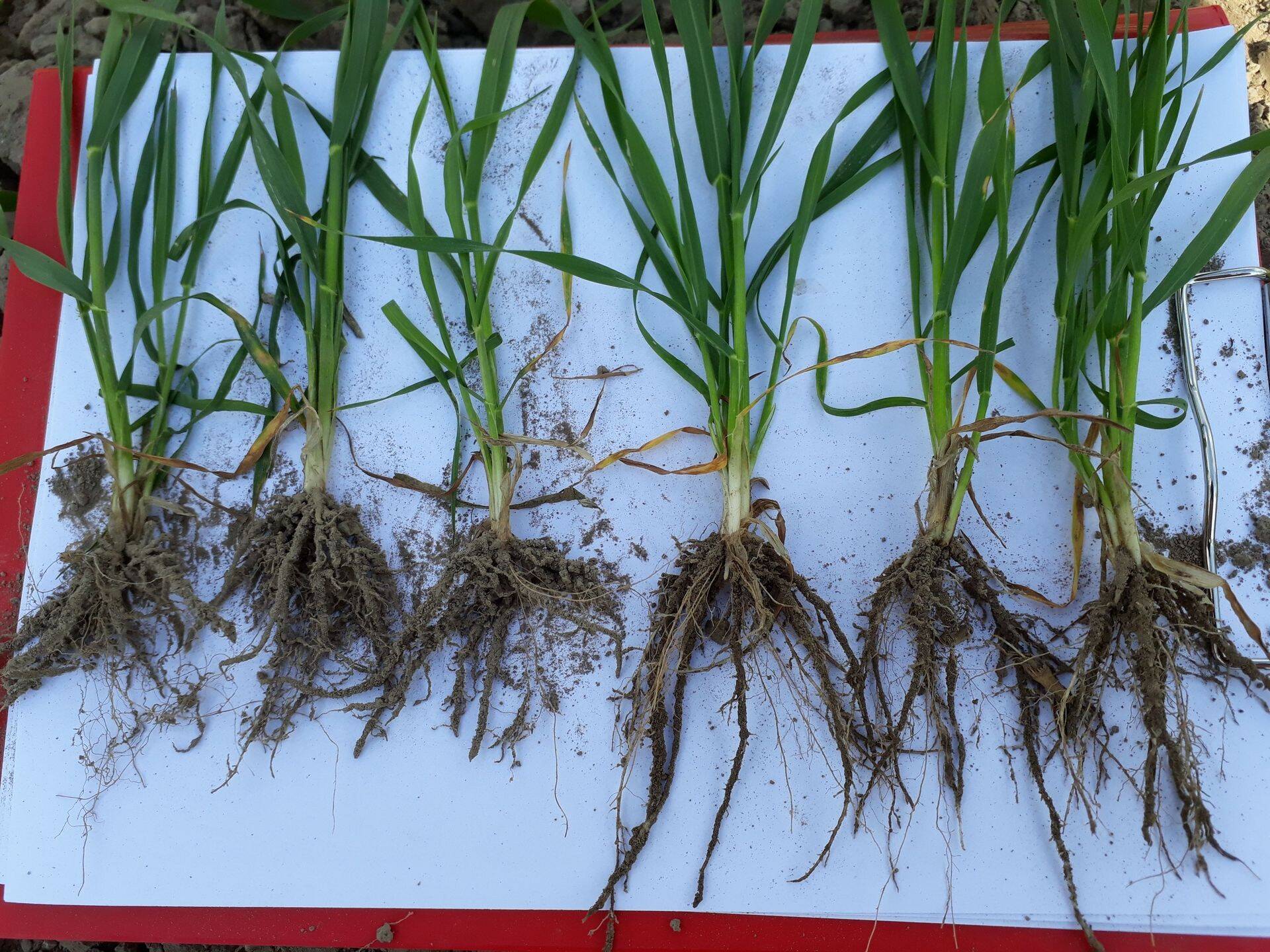 Talinisu ’Kallas’ 16.05.2018, vasakul puhtimata, paremal puhtimisel lisatud Humix SD 1 l/t.