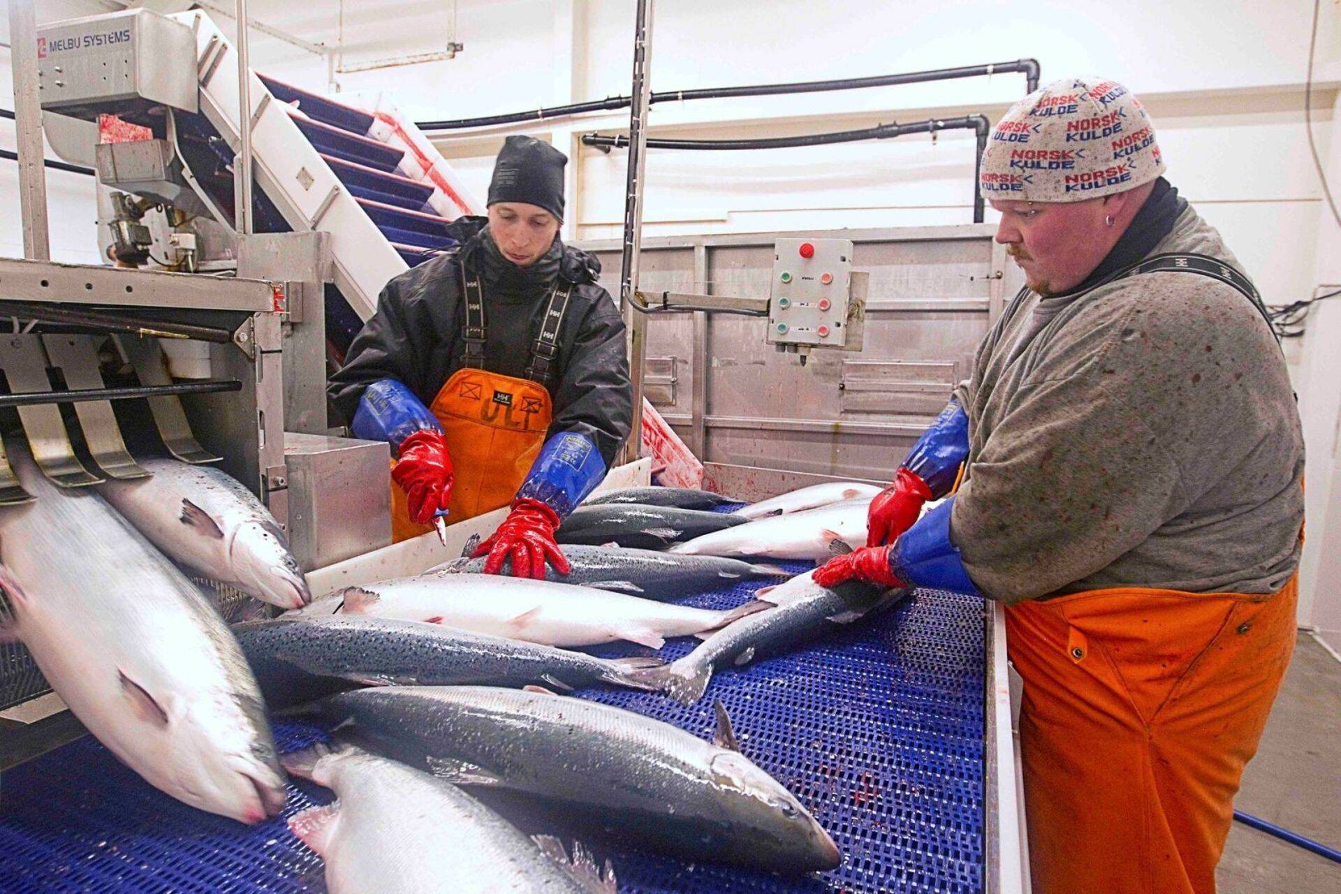 Prognoosi järgi seisab Norra lõhetootjatel ees priske aasta.